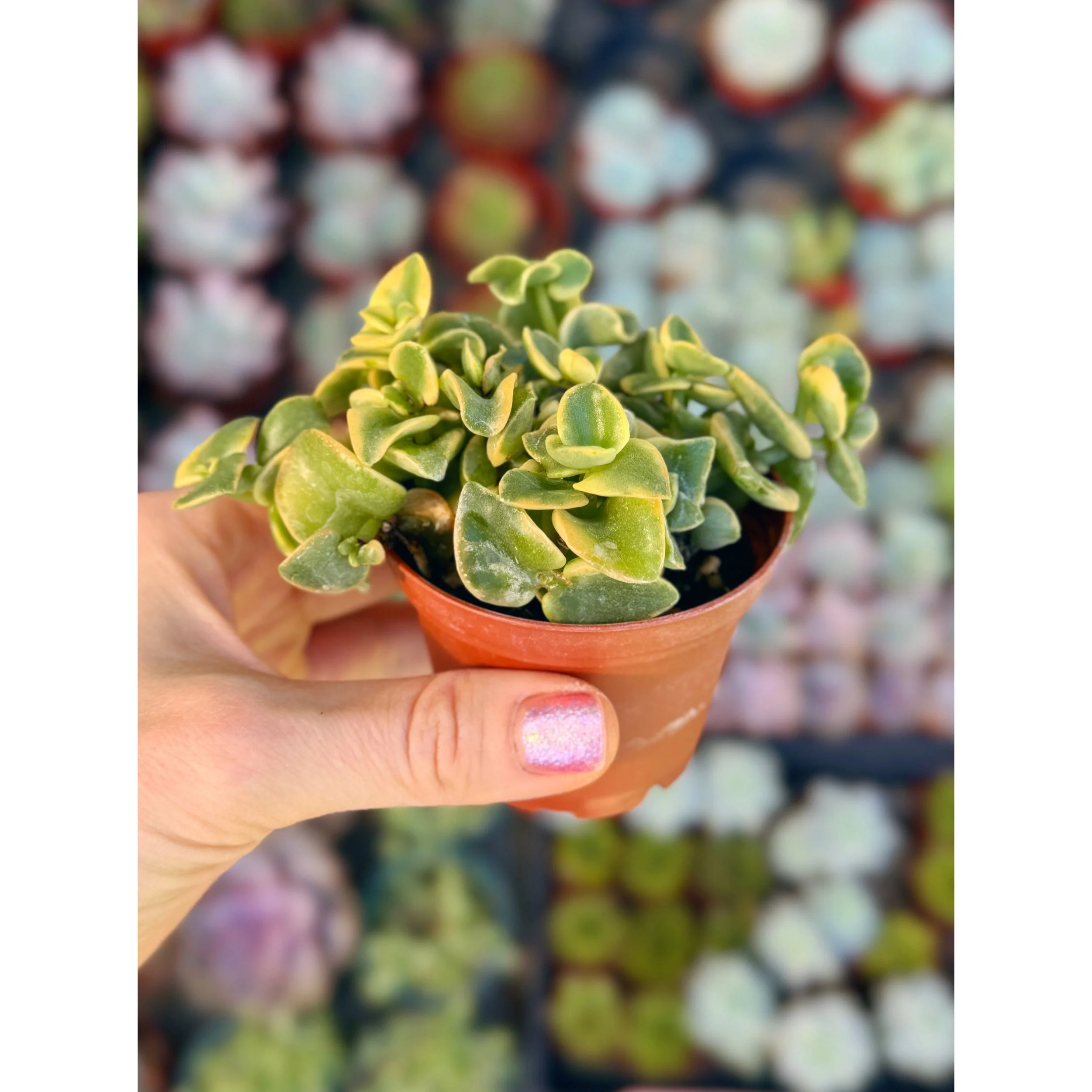 Crassula Pellucida Variegata 'Calico Kitten'