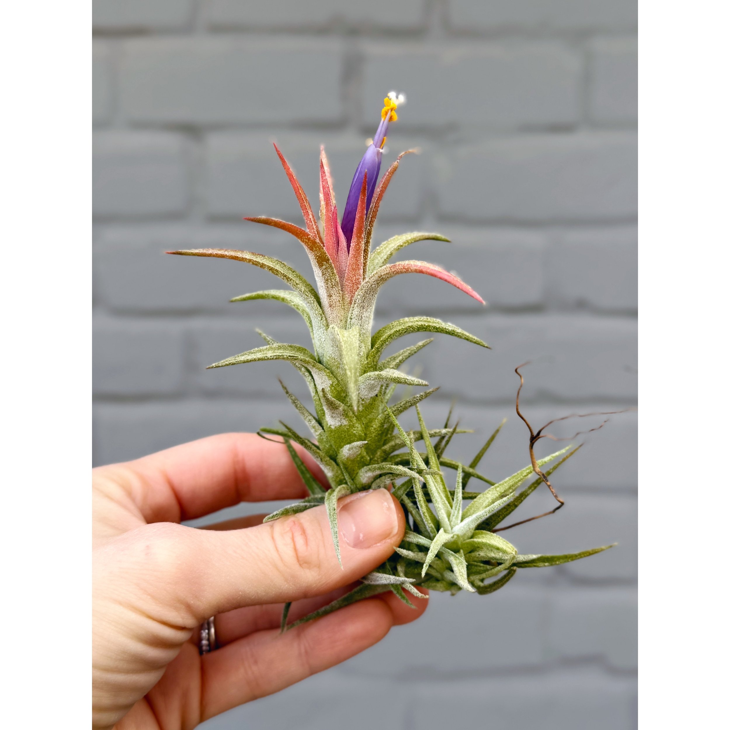 Tillandsia Ionantha Vanhyningii - Air Plant