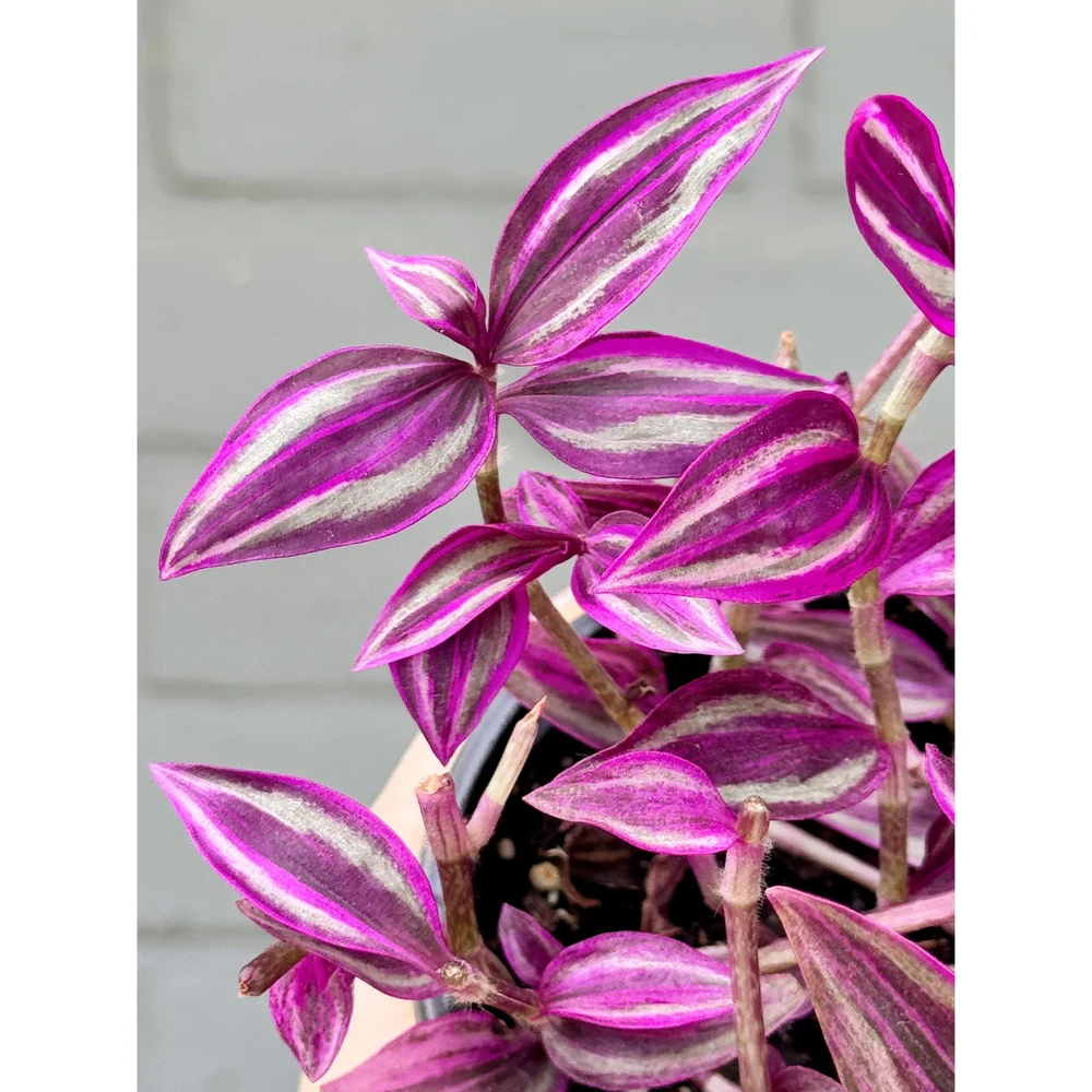 Tradescantia 'Pink Paradise' 4.5