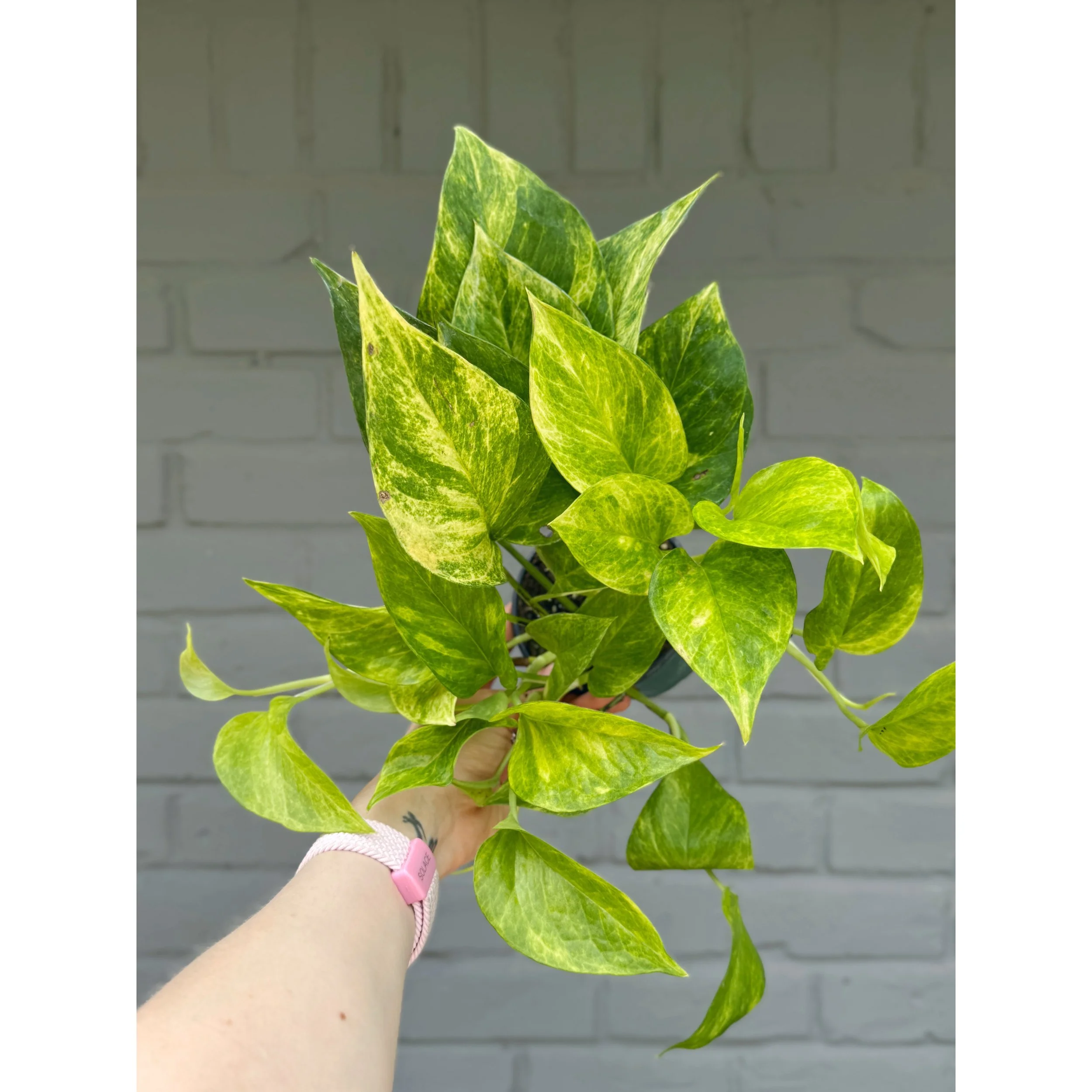 Epipremnum Aureum 'Neon Queen' Pothos