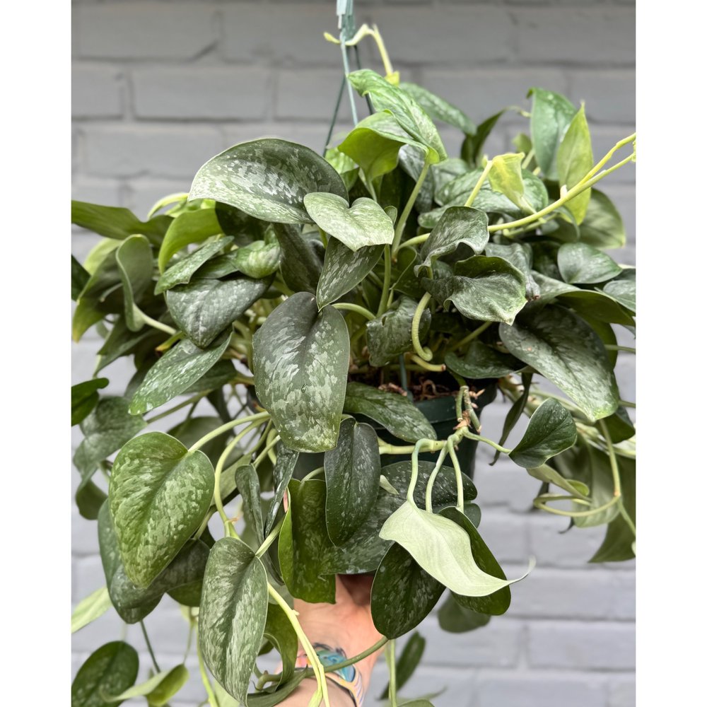 succulents string of pearls Senecio rowleyanus f. variegatus 'Variegated String of Pearls'
