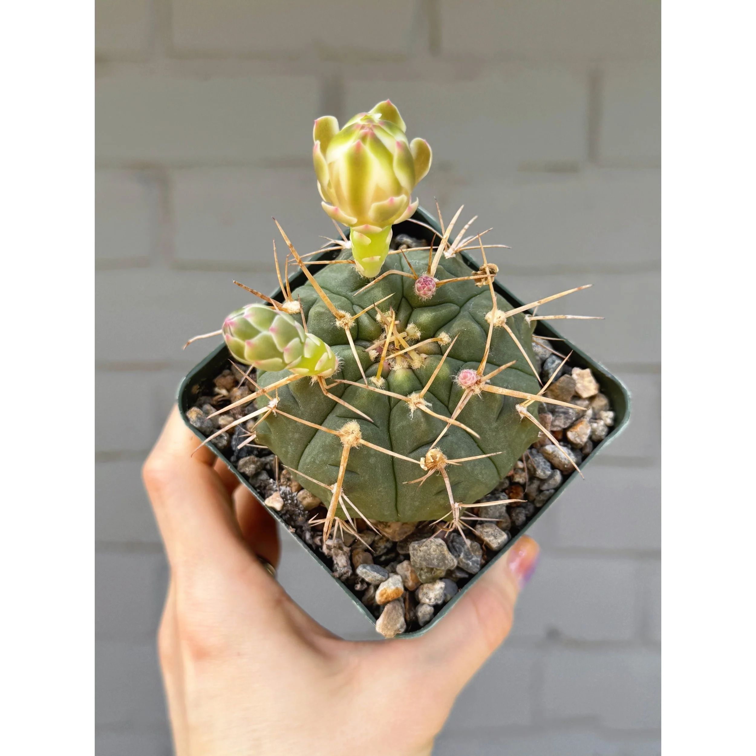 Gymnocalycium Cactus