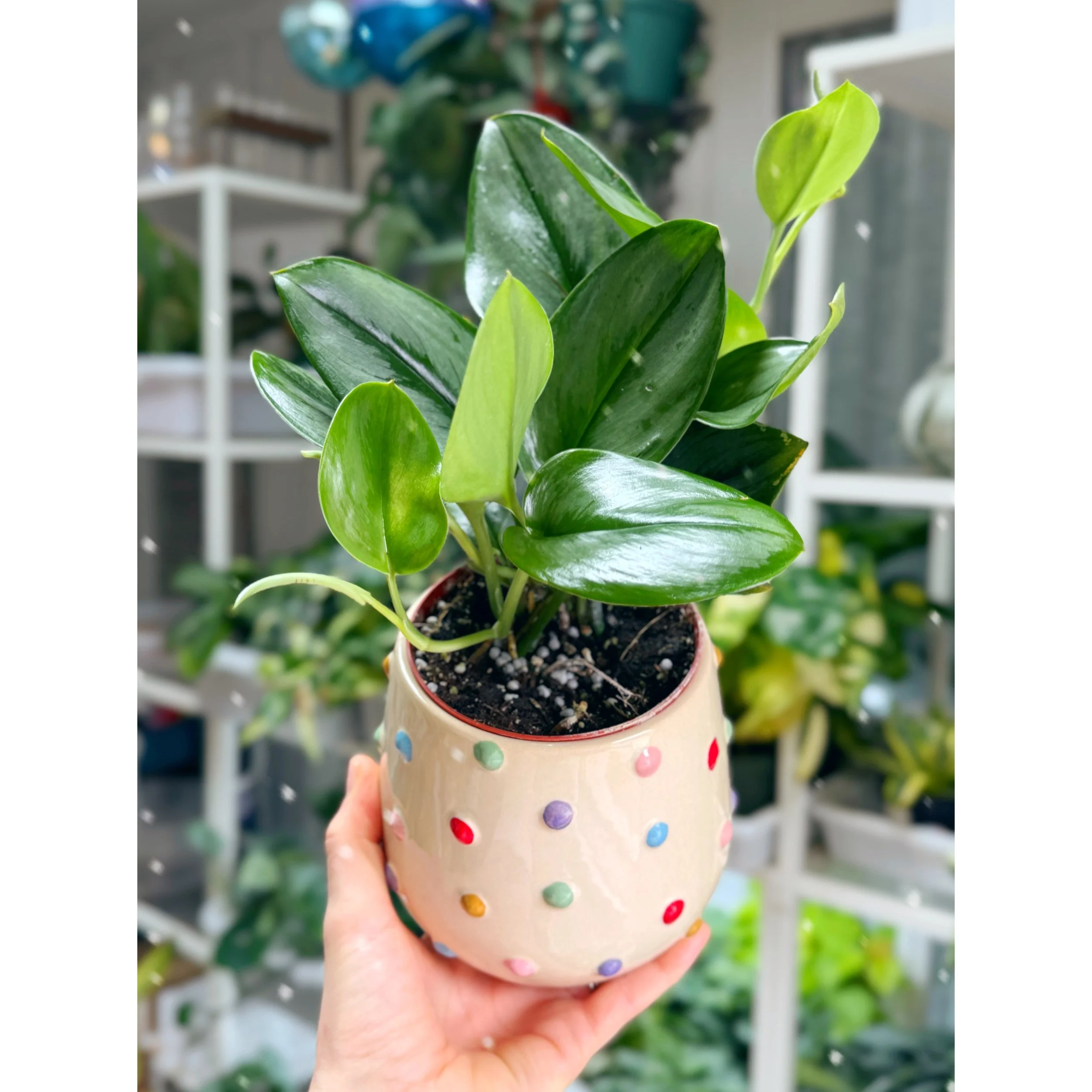 Scindapsus Treubii 'Moonlight' in Rainbow Dot Pot