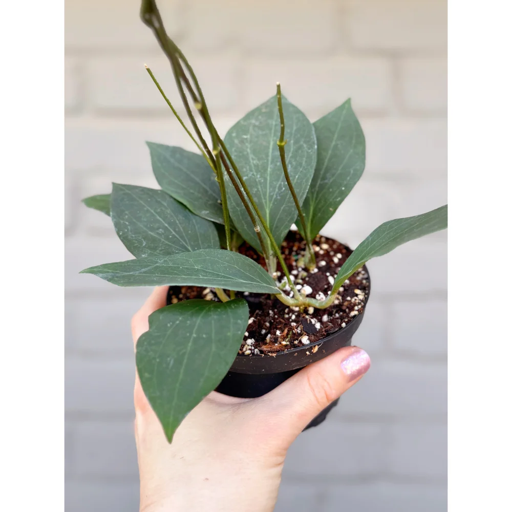 Hoya 'Pottsii' 4