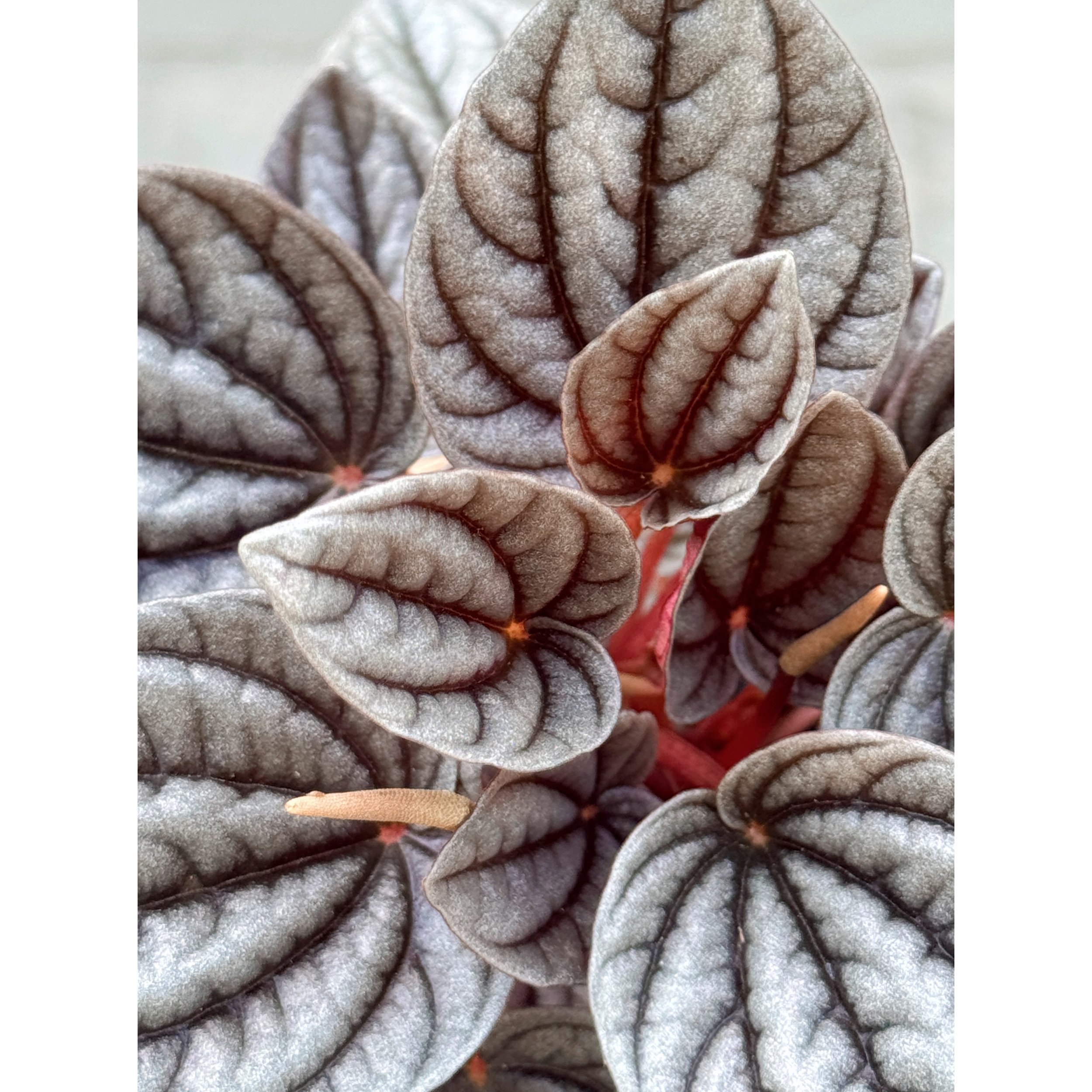 Peperomia Caperata 'Caracas'