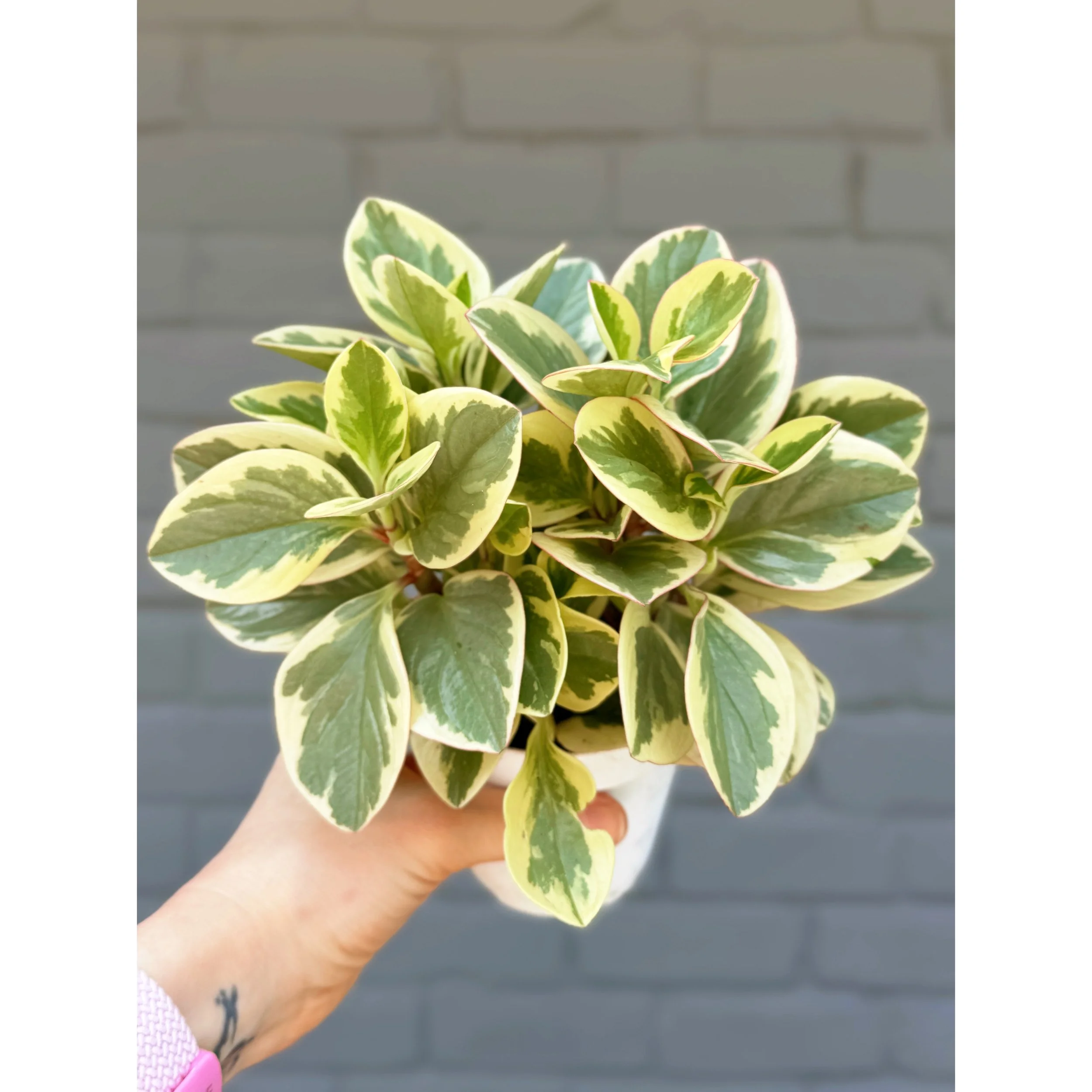 Peperomia Obtusifolia Variegata 'Baby Rubber Plant'