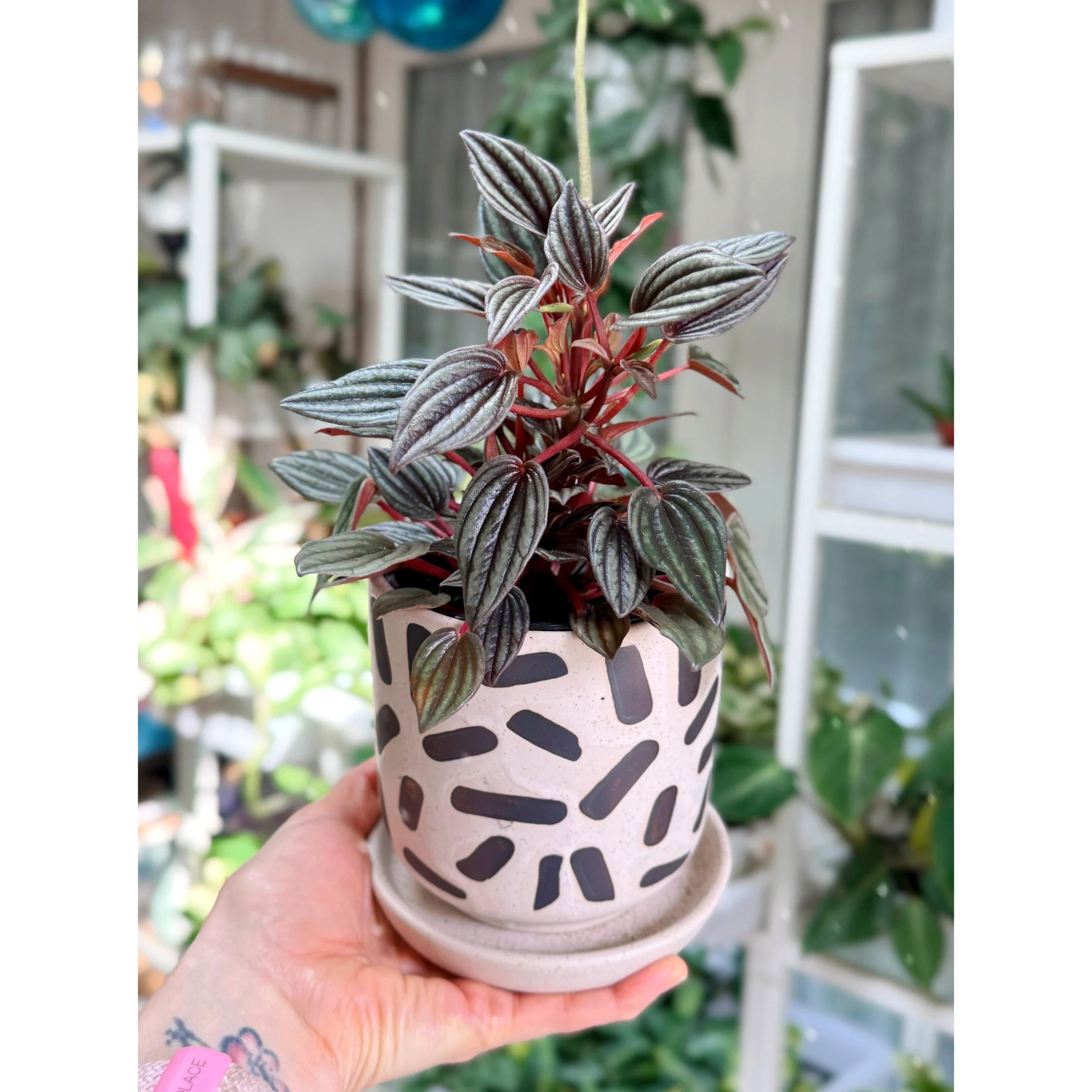 Peperomia Caperata 'Lima' in Black and White Confetti Planter