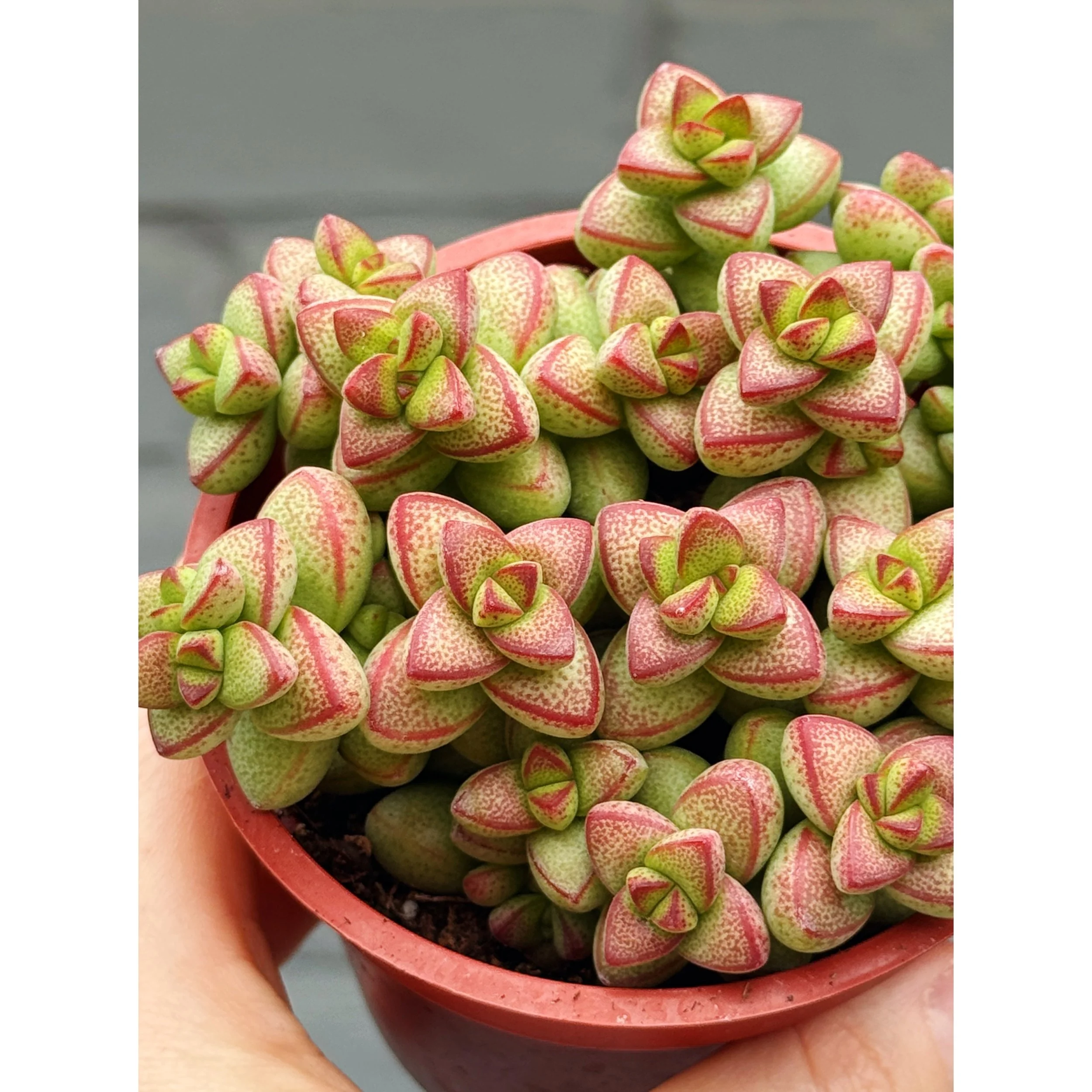 Crassula 'Brevifolia'