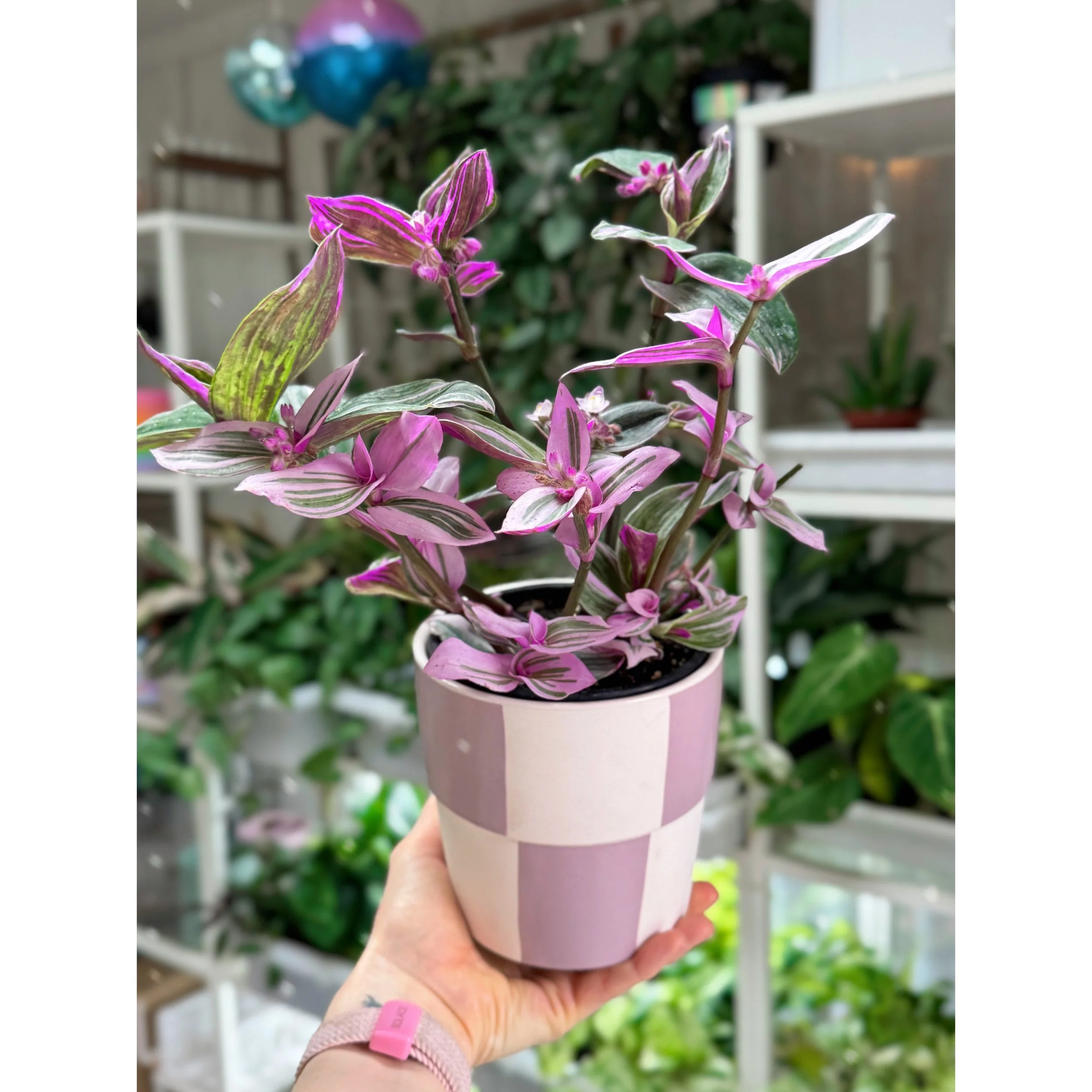 Tradescantia 'Nanouk' in Purple Check Pot