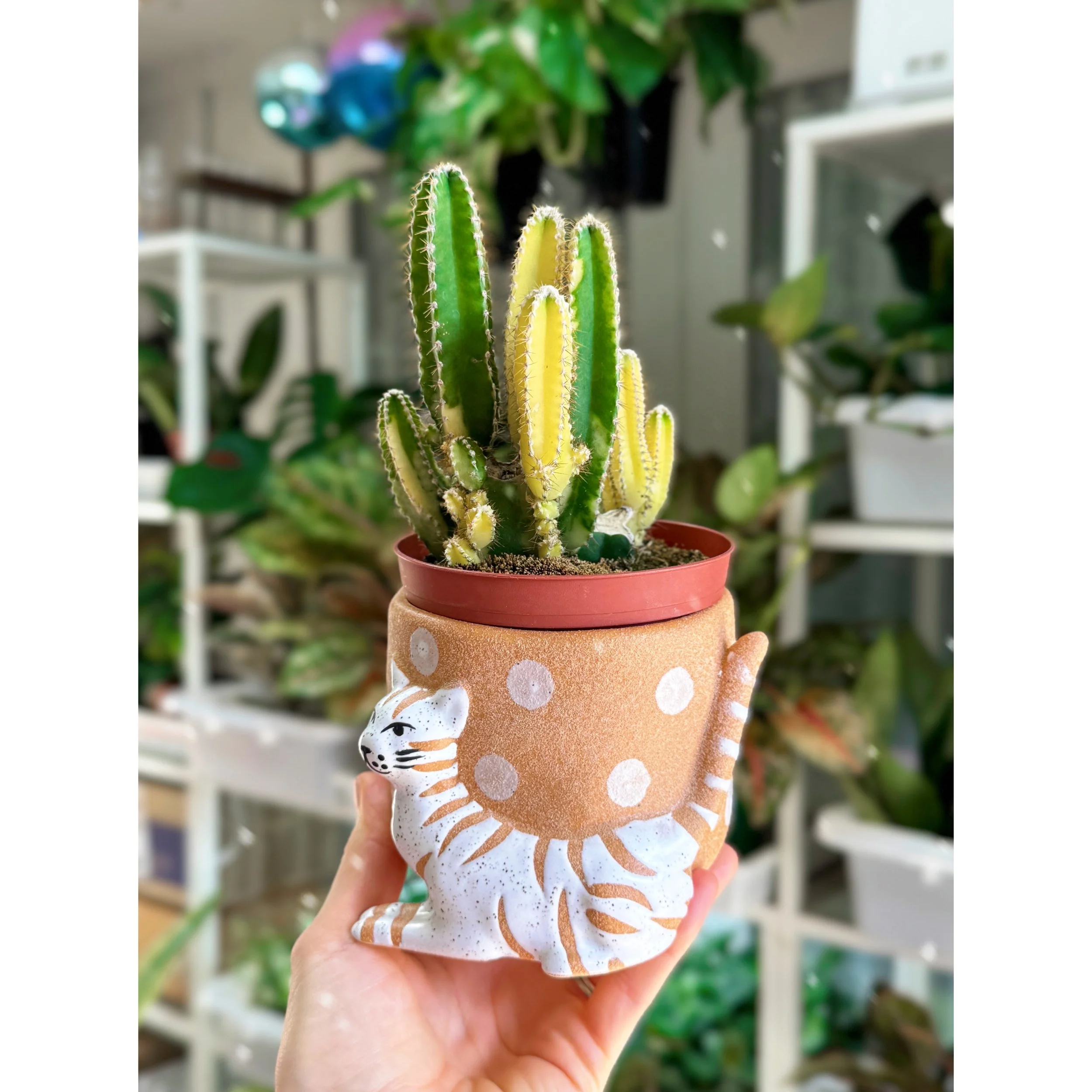 Variegated Fairy Castle Cactus- Acanthocereus Tetragonus 'Aurea' in Kitty Pot