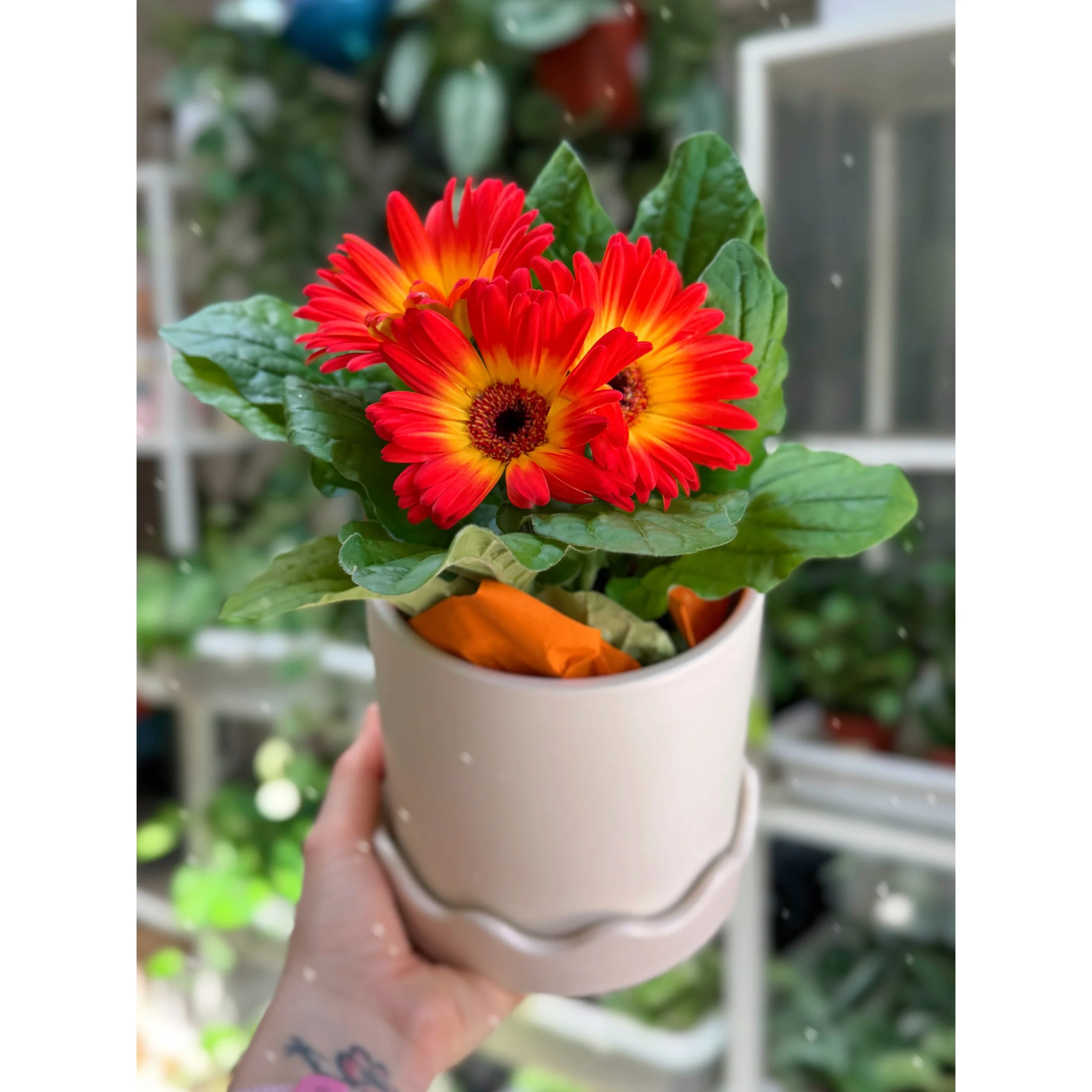 Gerbera Daisy Orange