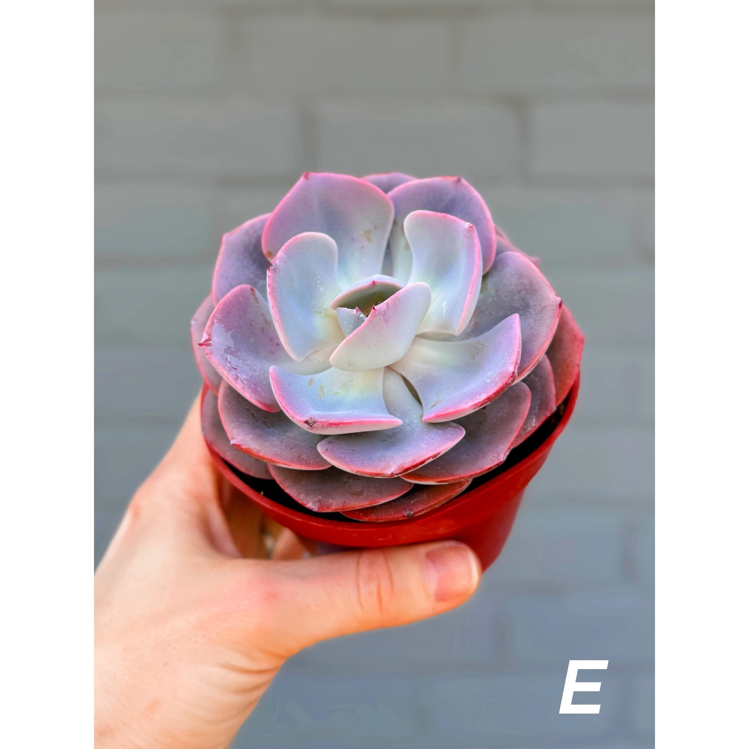 E - Echeveria Dusty Rose