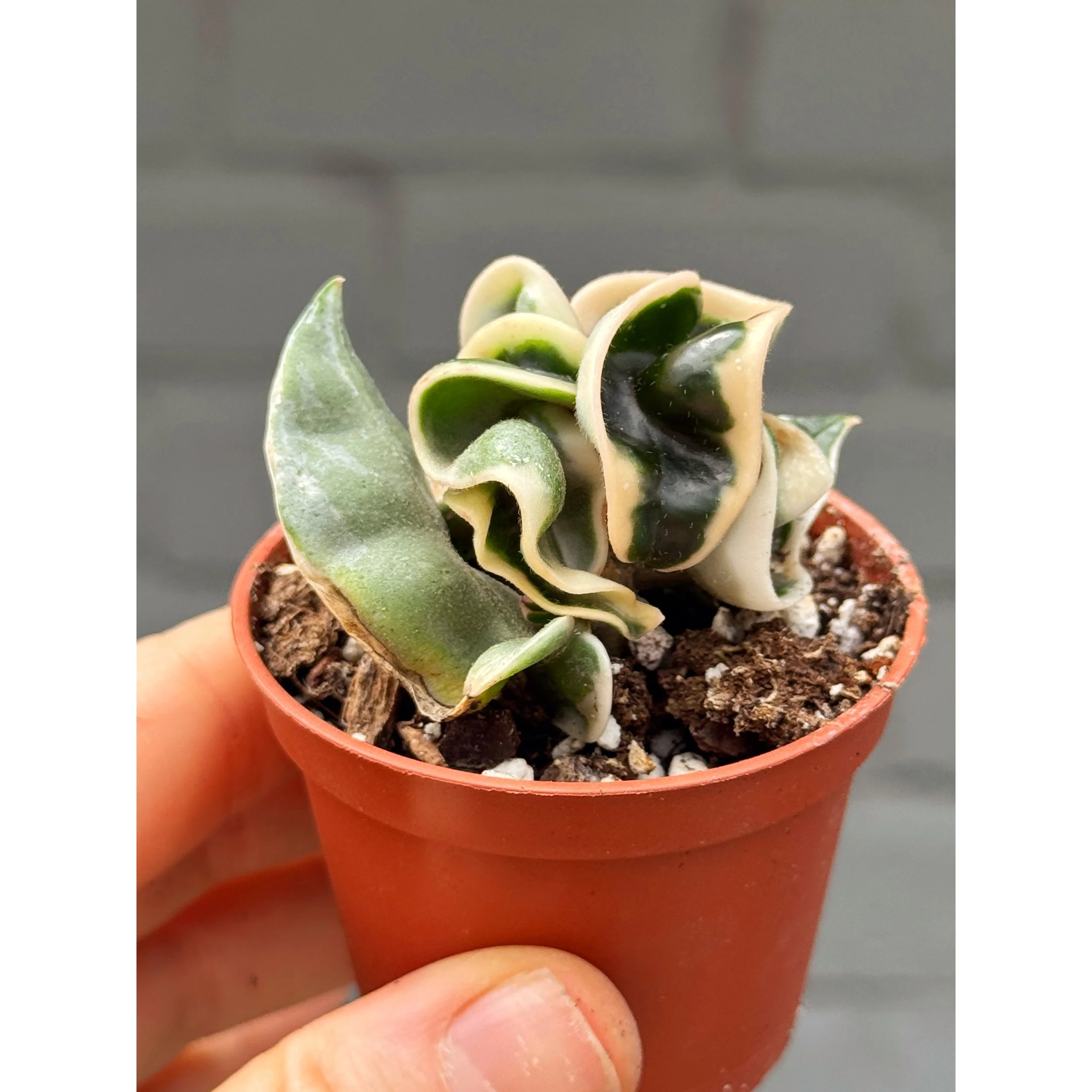 Hoya Carnosa Compacta Variegated 'Hindu Rope'