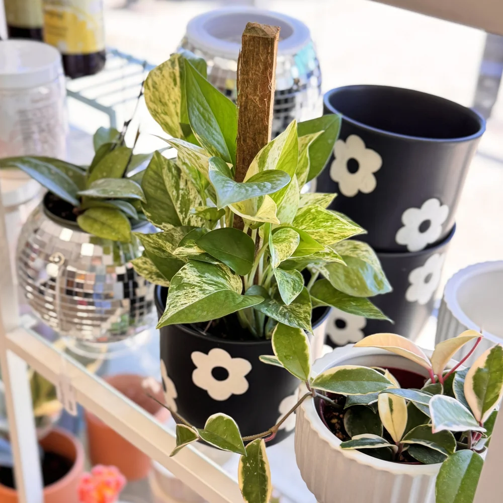 Black and White Daisy Planter 5"  Stayin' Alive Succulents