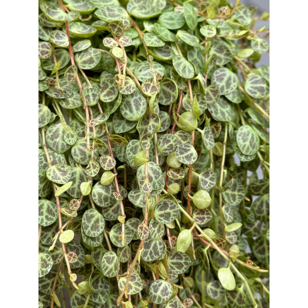 peperomia prostrata variegata Peperomia Obtusifolia Variegata | Tropical Houseplant