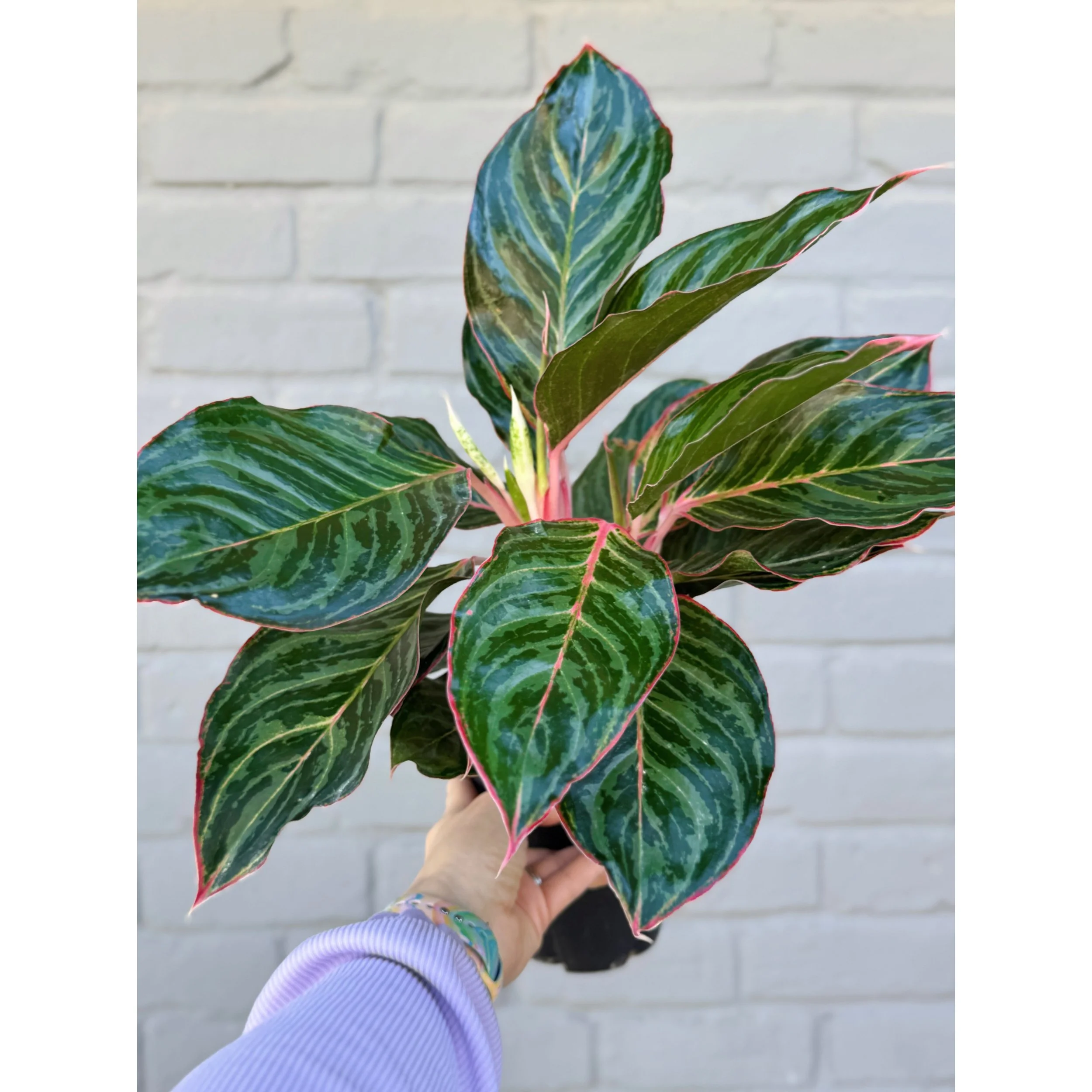 Aglaonema Hybrid ‘Moonstone’