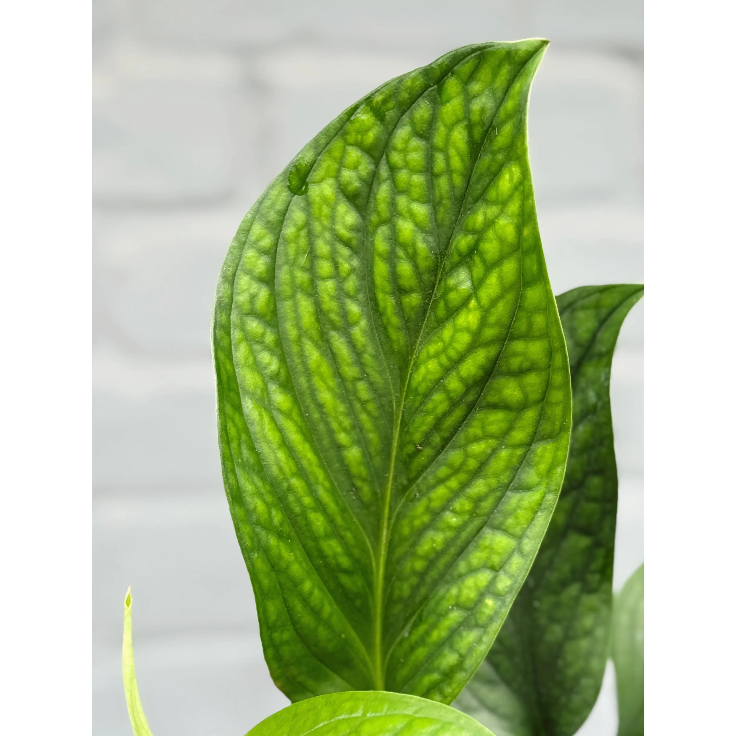 Monstera 'Pinnatipartita'