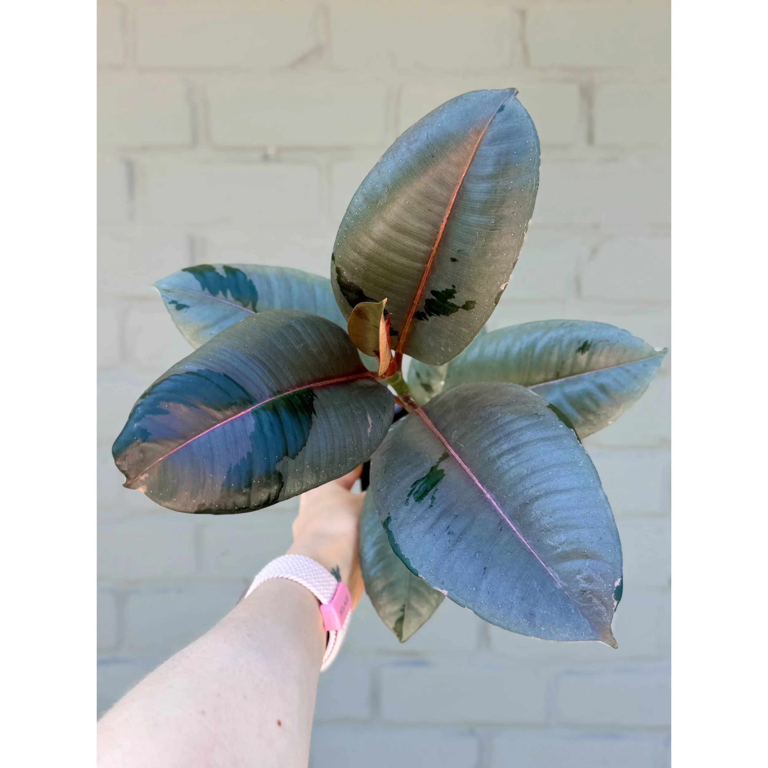 Ficus Elastica 'Fireworks'