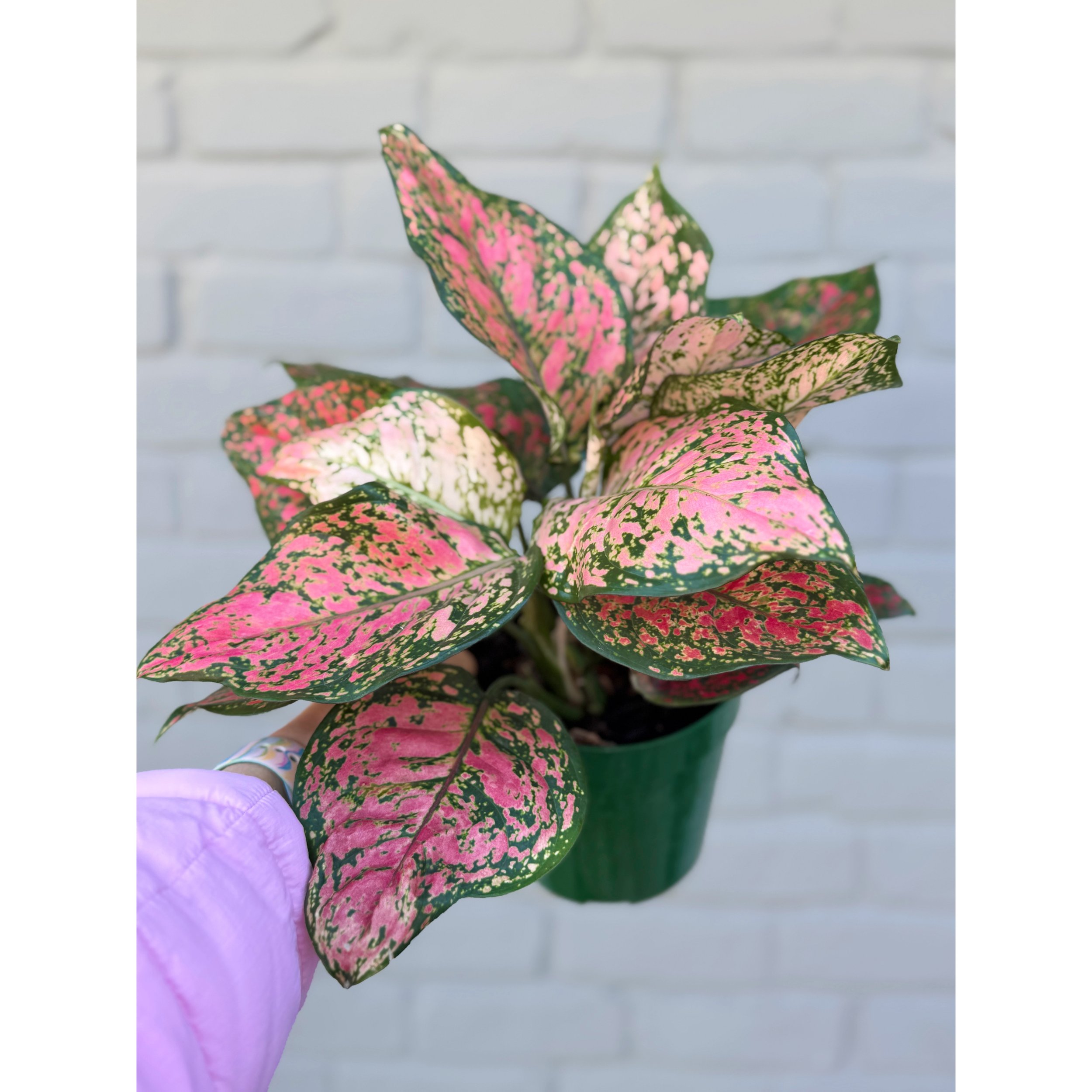 Aglaonema Hybrid 'Ruby Ray'