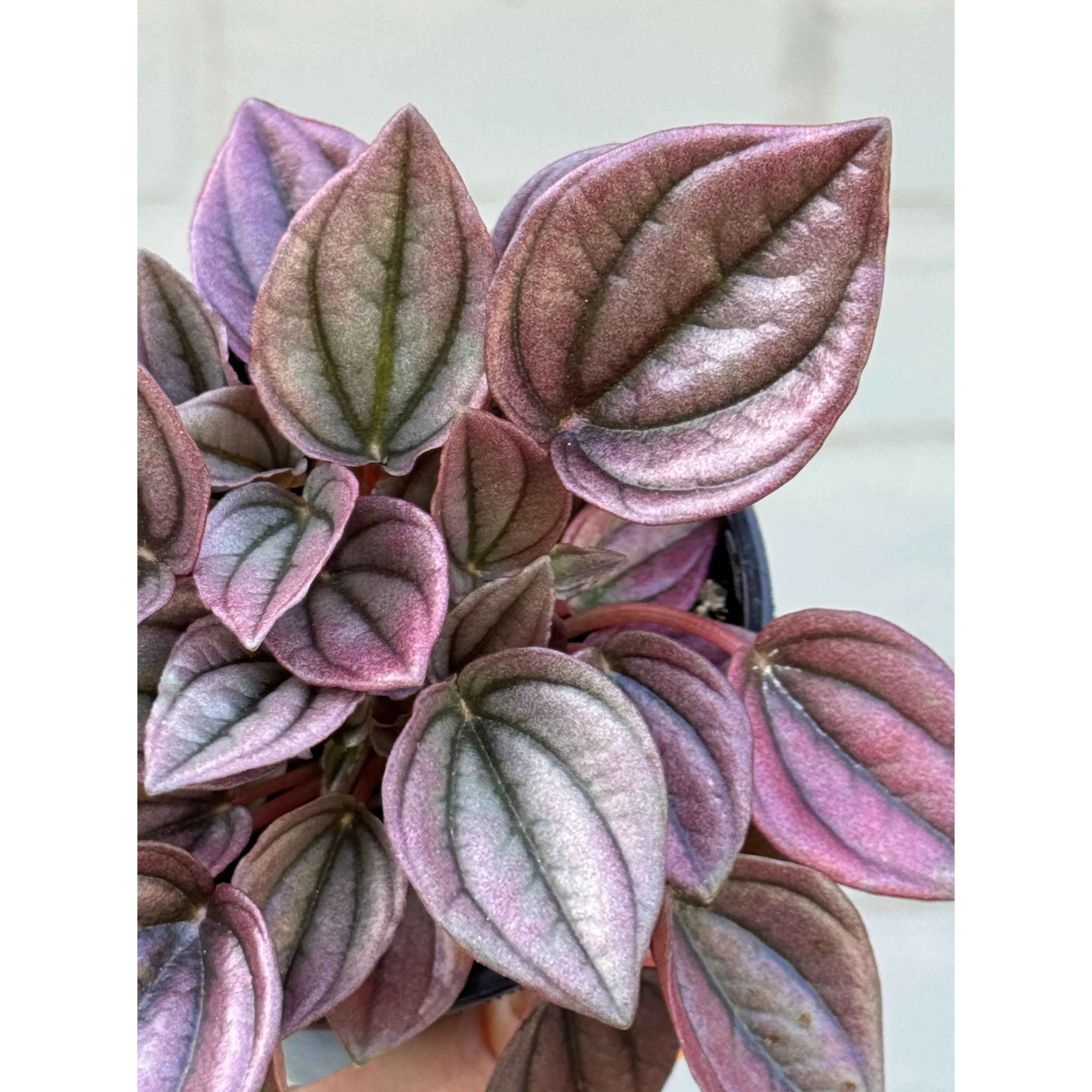 Peperomia Caperata 'Cayenne'