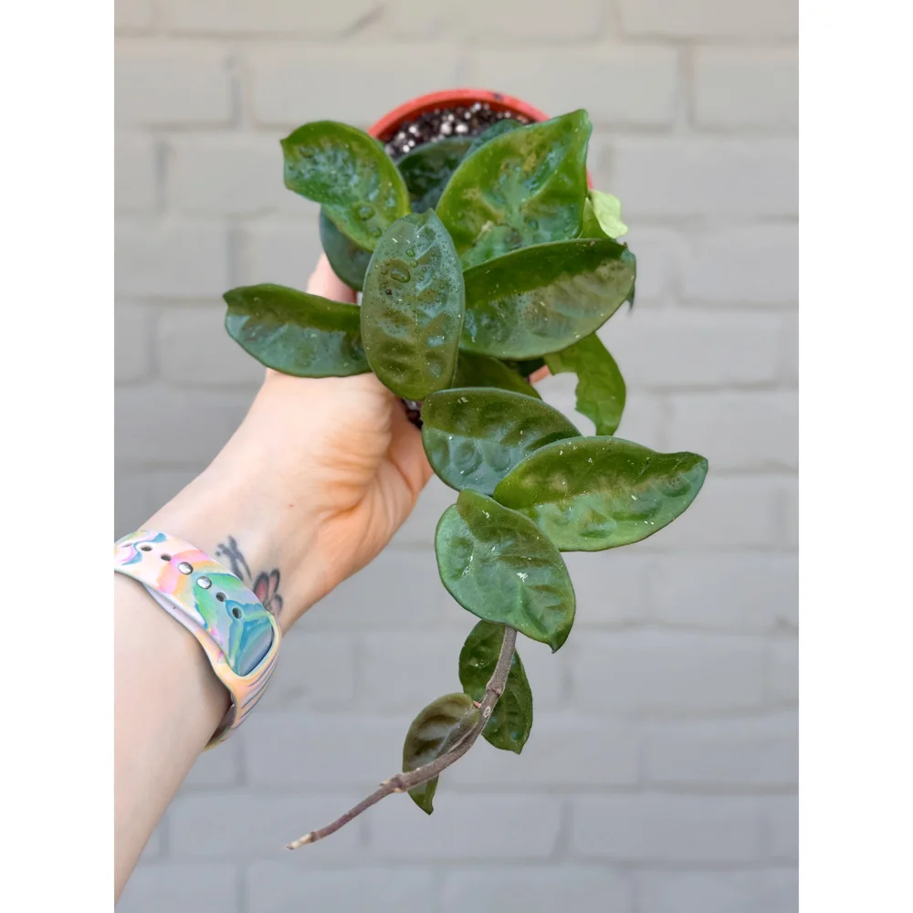 Hoya Carnosa Krinkle 8 — Stayin' Alive Succulents