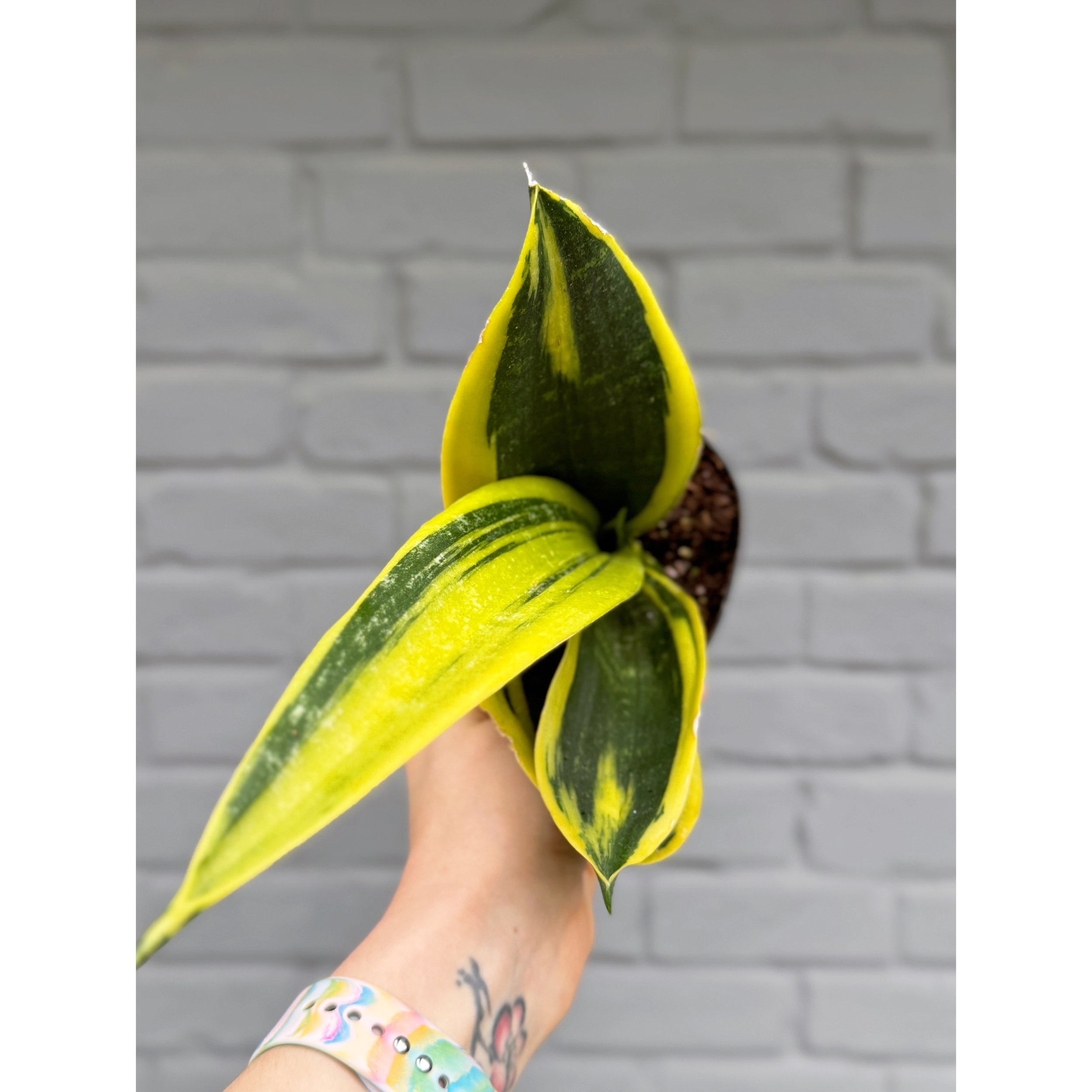 Scindapsus Pictus Exotica Satin Pothos — Stayin' Alive Scindapsus Pictus Exotica Satin Pothos — Stayin' Alive