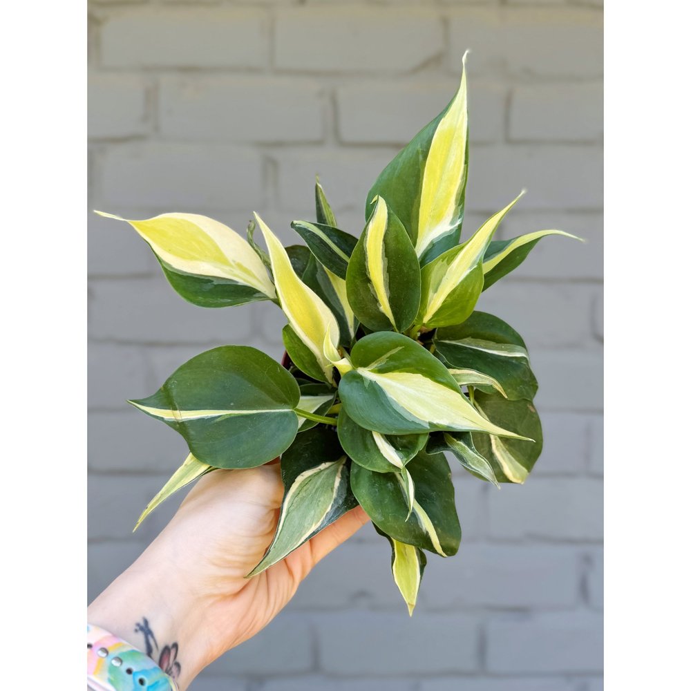 Philodendron Hederaceum 'Rio'  Stayin' Alive Succulents