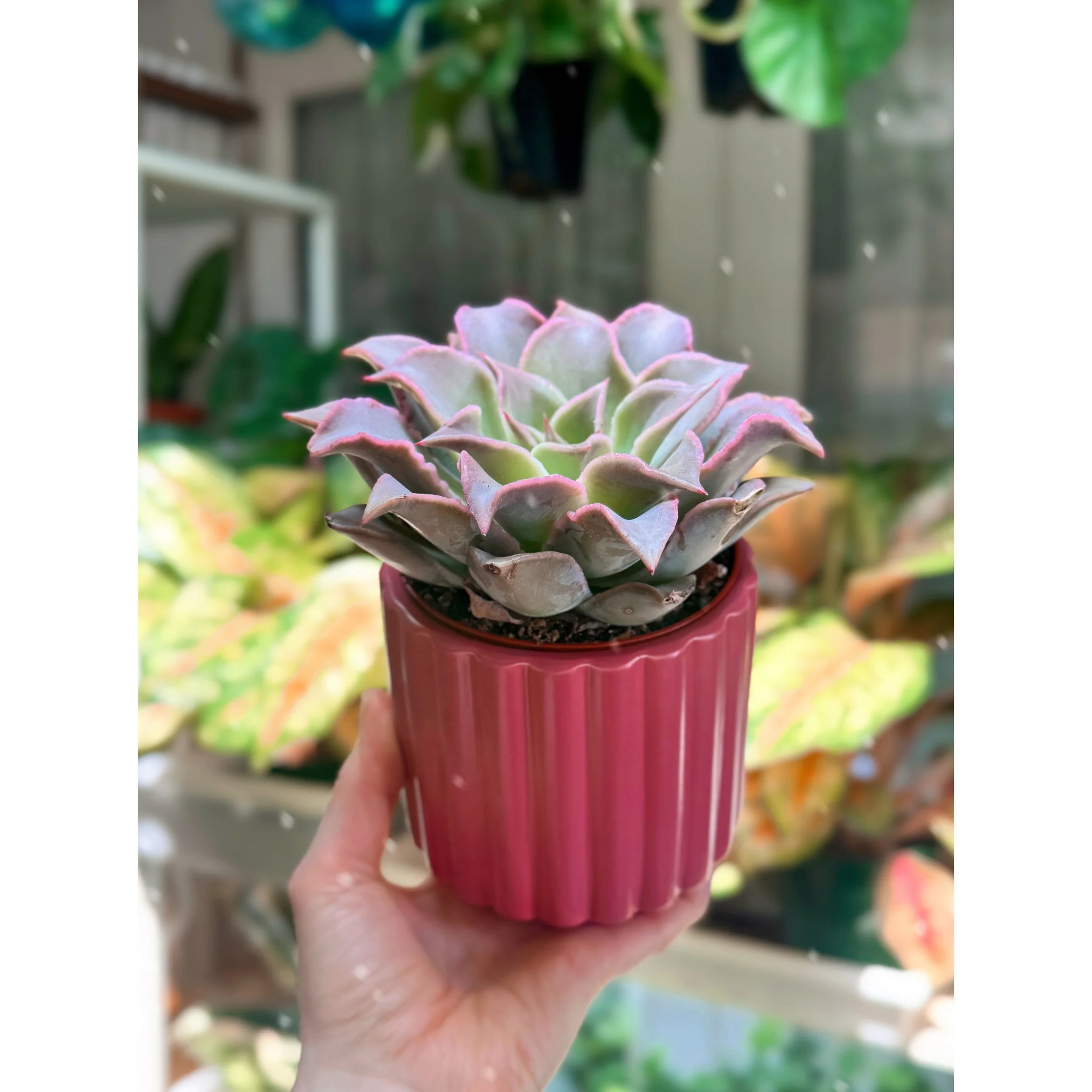 Echeveria 'Madiba' in Dark Pink Fluted Pot
