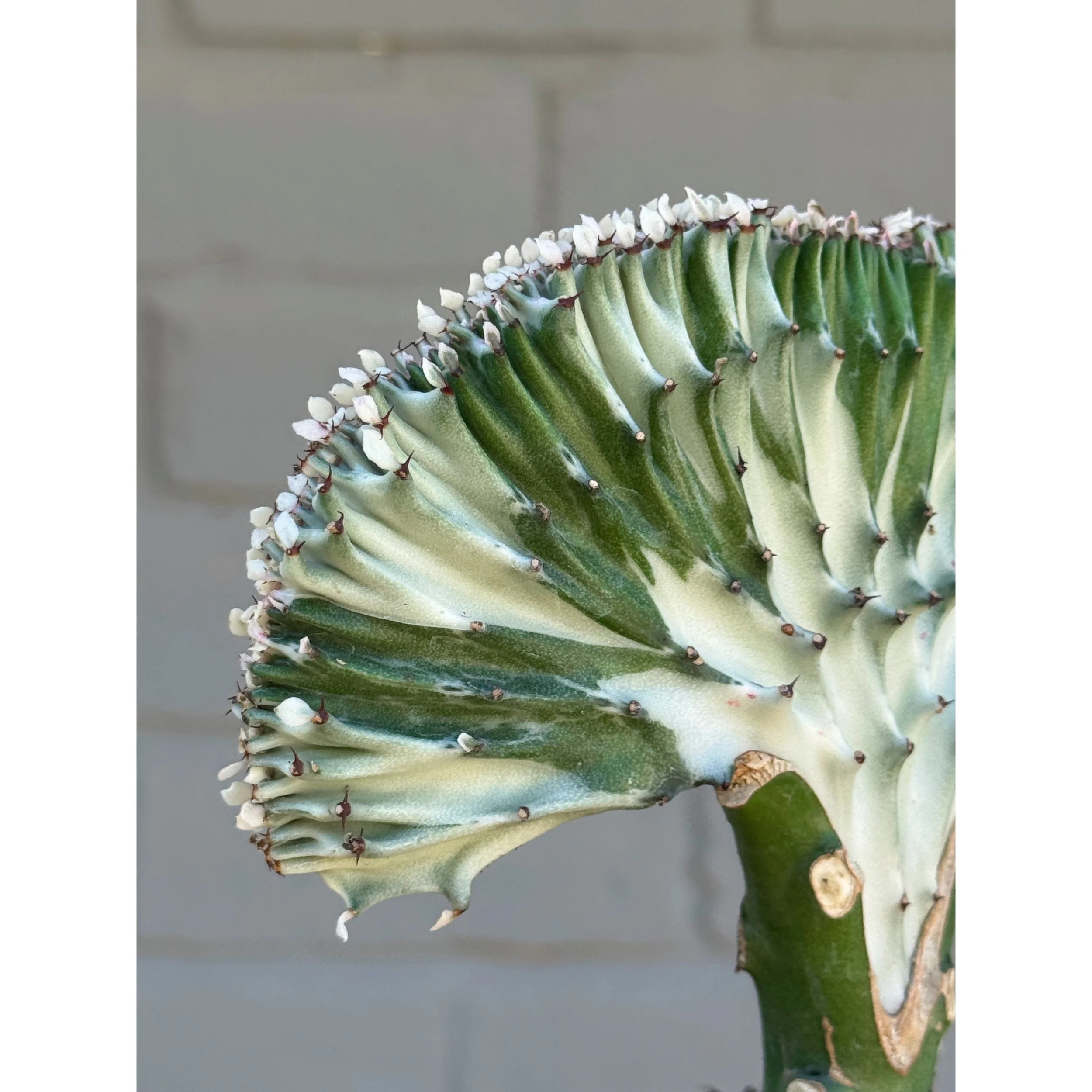Grafted Coral Cactus 'Mermaid Tail' White Variegated