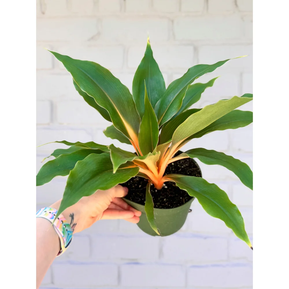 money tree in marysville washington MONEY TREE 14 Pots