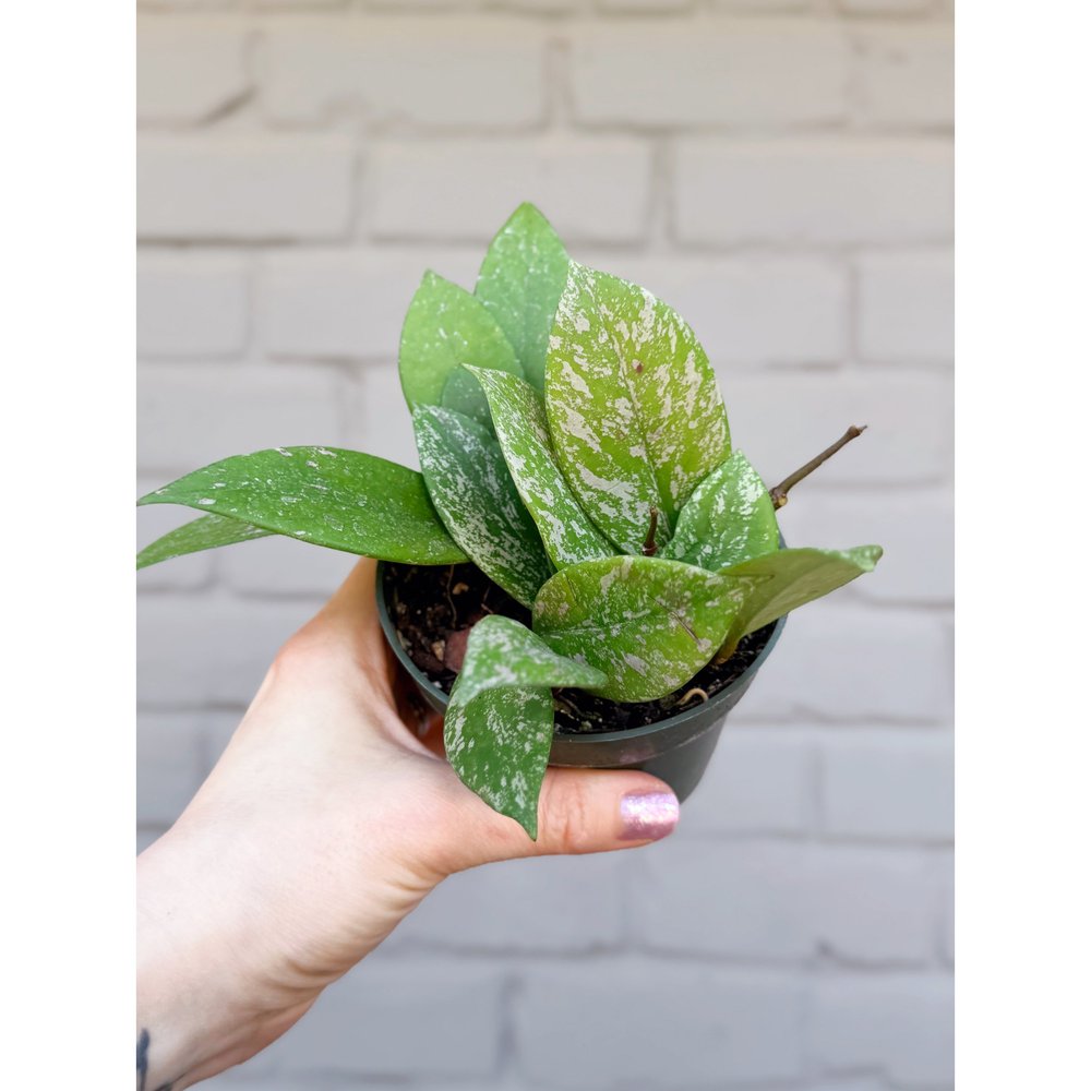 Hoya Pubicalyx Splash — Stayin' Alive Succulents