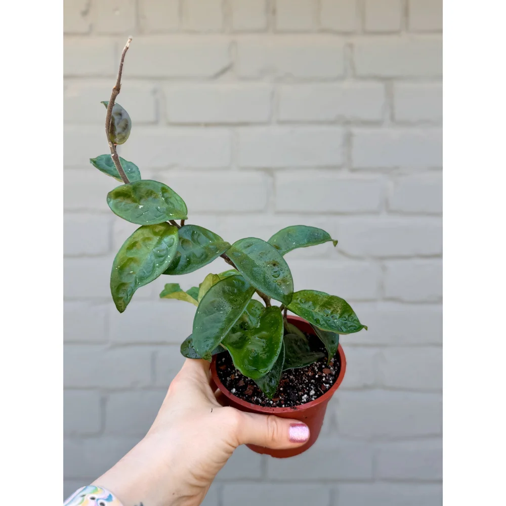 Hoya Carnosa Krinkle 8 — Stayin' Alive Succulents