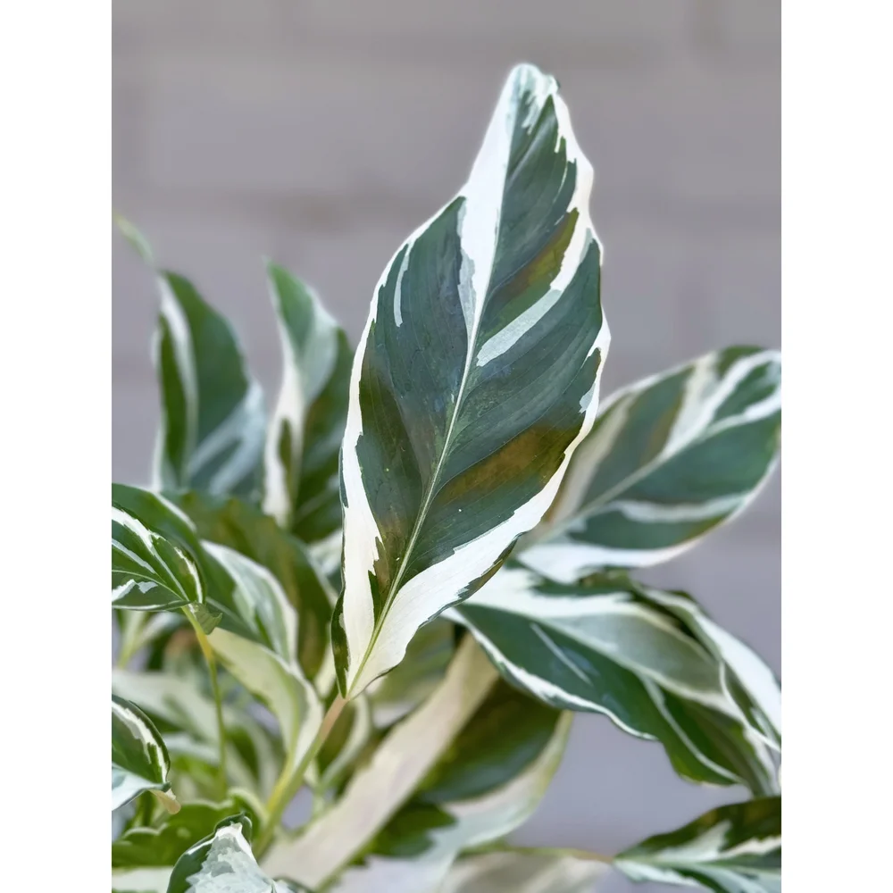 Calathea 'White Fusion' 4"  Stayin' Alive Succulents
