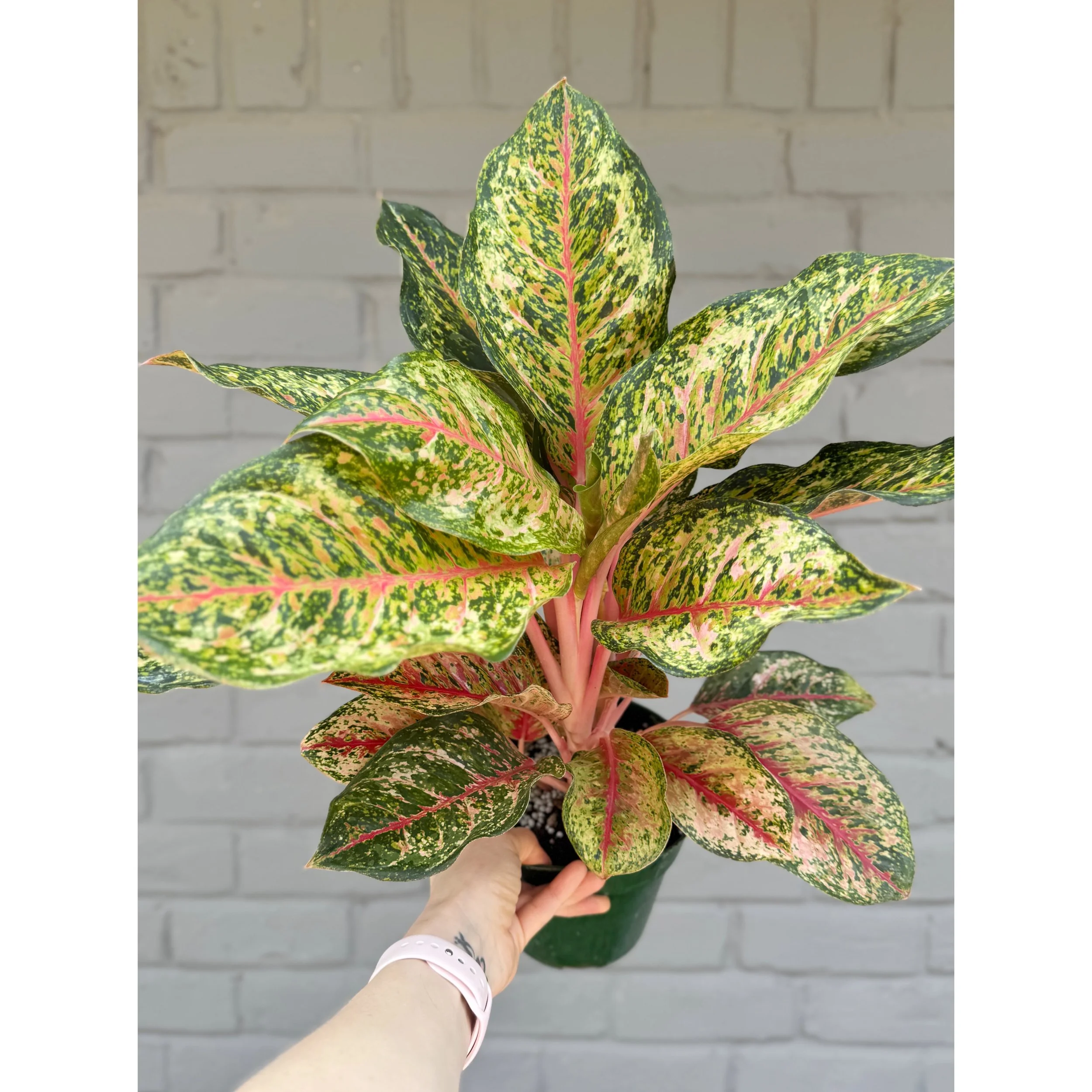 Aglaonema Hybrid 'Crosby's Christmas'
