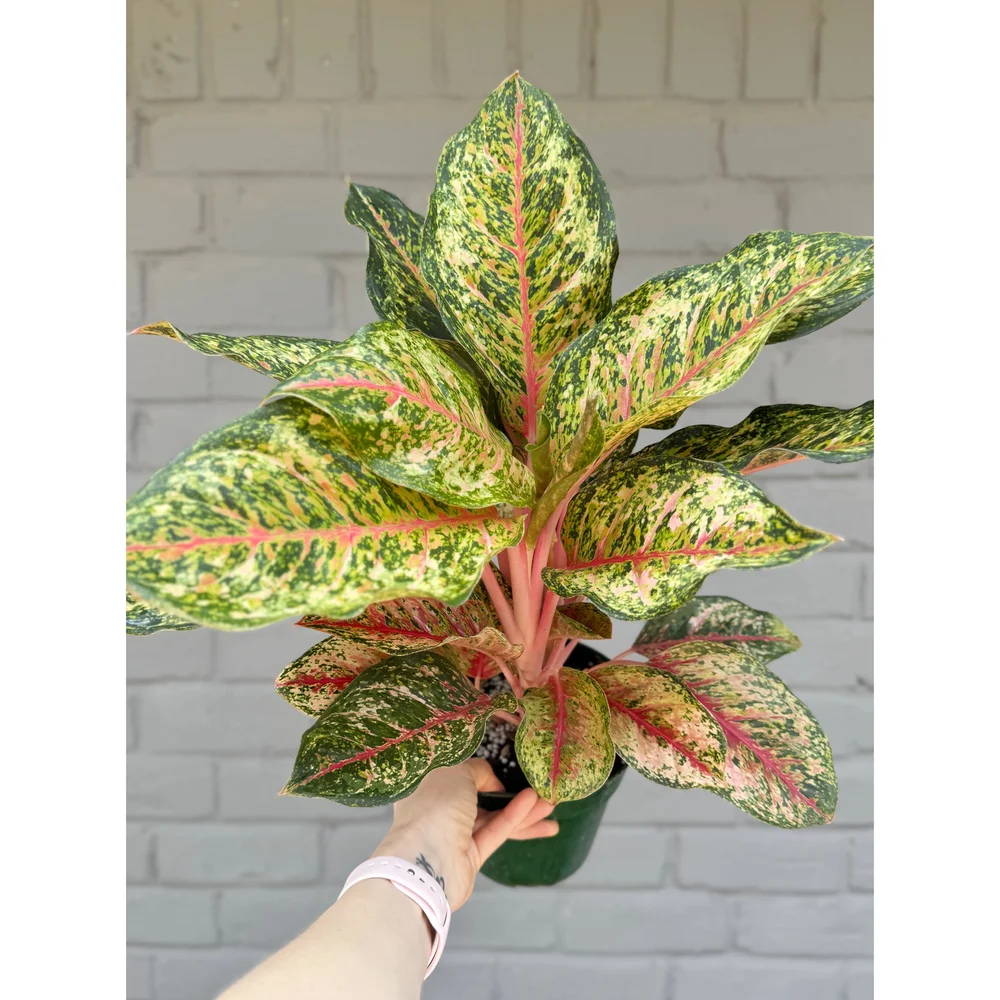 Aglaonema Hybrid 'Crosby's Christmas' 6