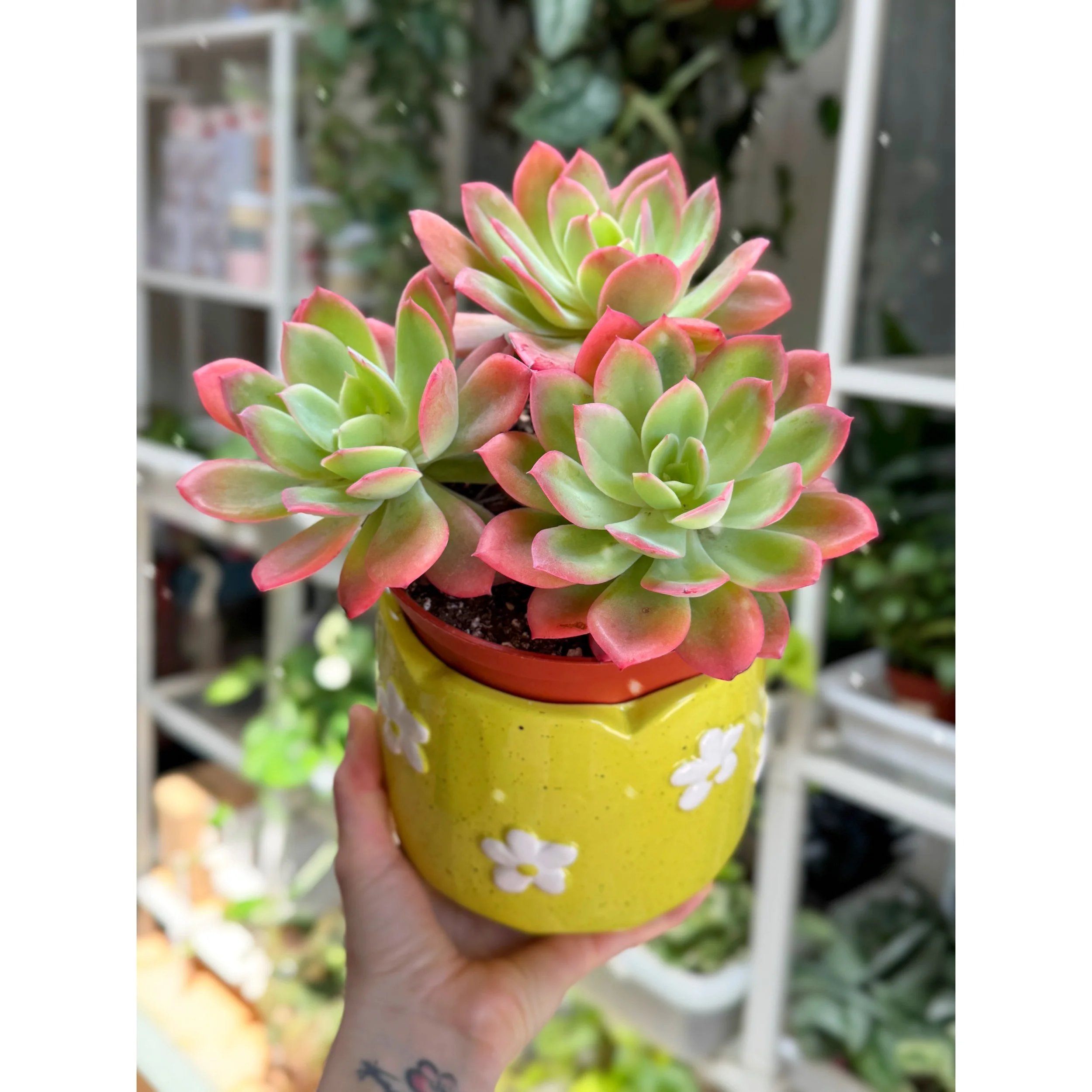 Echeveria 'Luella' Cluster (Neon Green with Hot Coral Margins) in Yellow Flower Power Pot