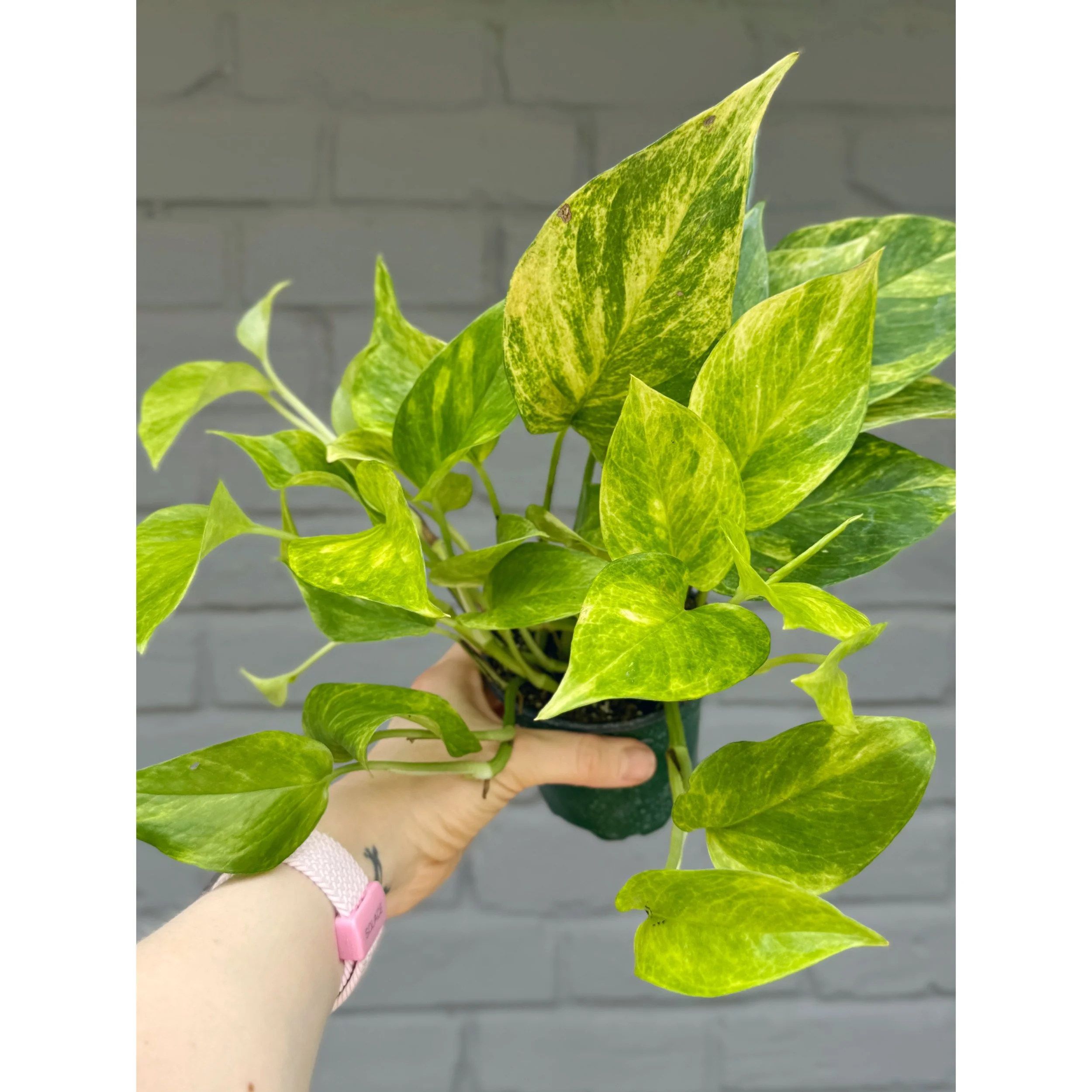 Epipremnum Aureum 'Neon Queen' Pothos 4"