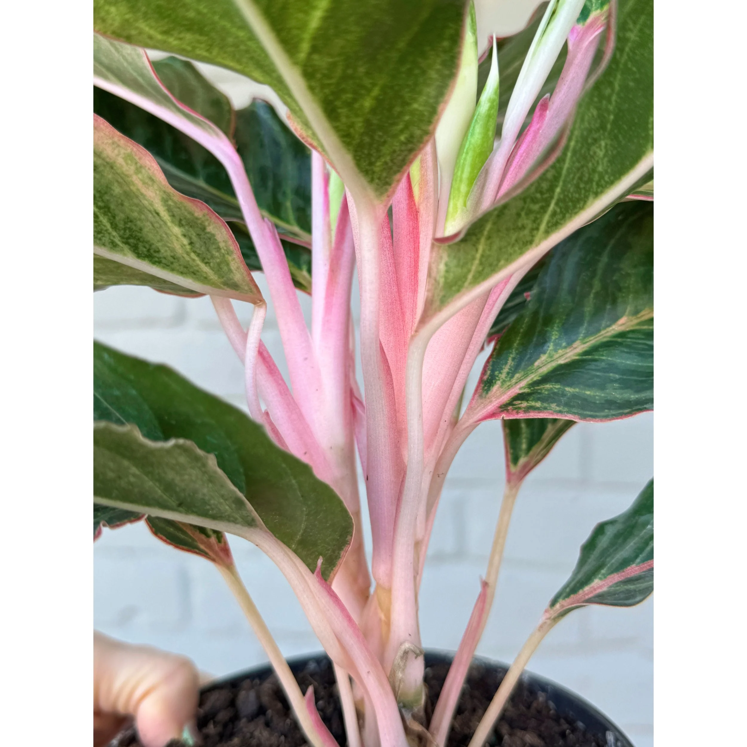 Aglaonema Hybrid ‘Moonstone’