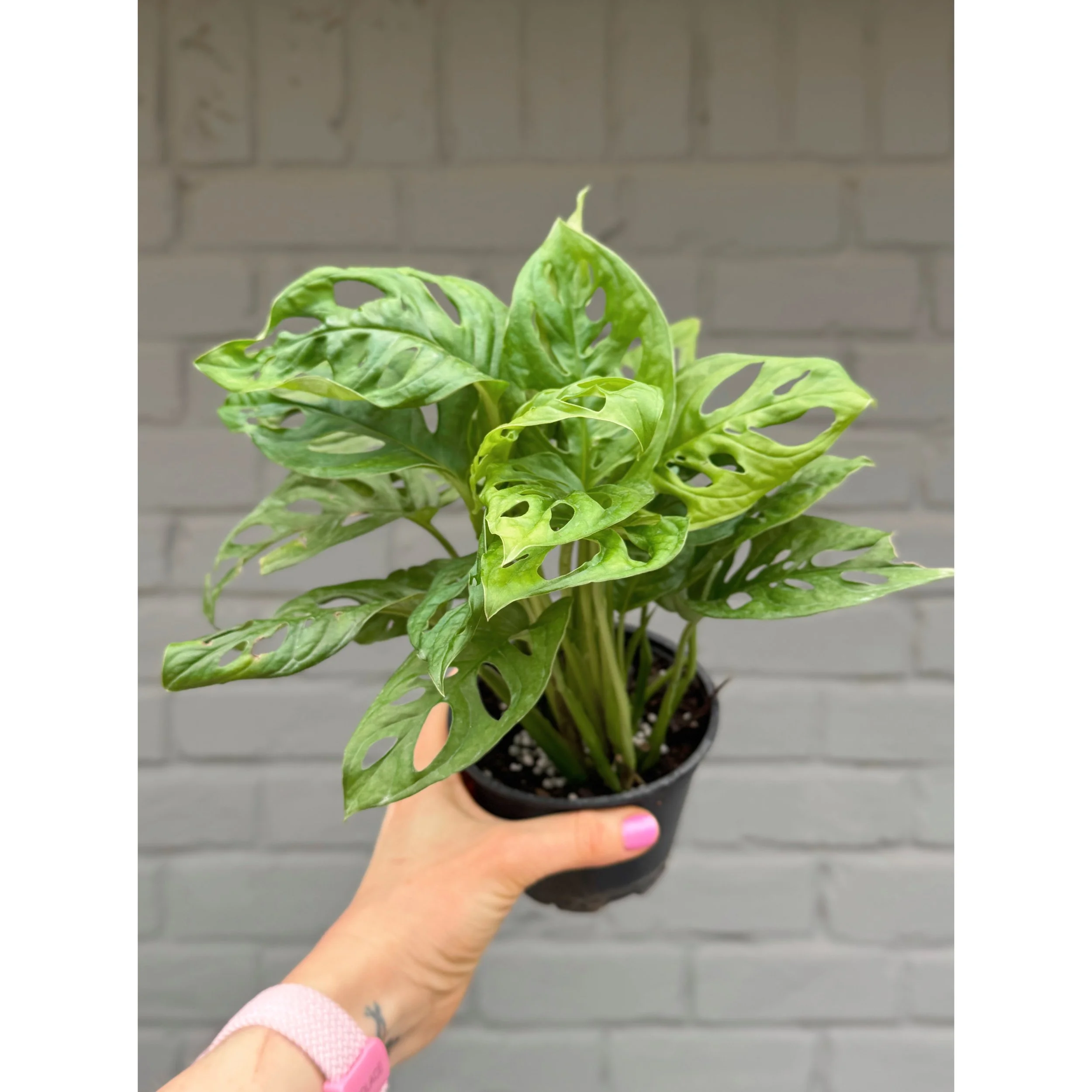 Monstera Adansonii (Wide Form) 'Swiss Cheese'