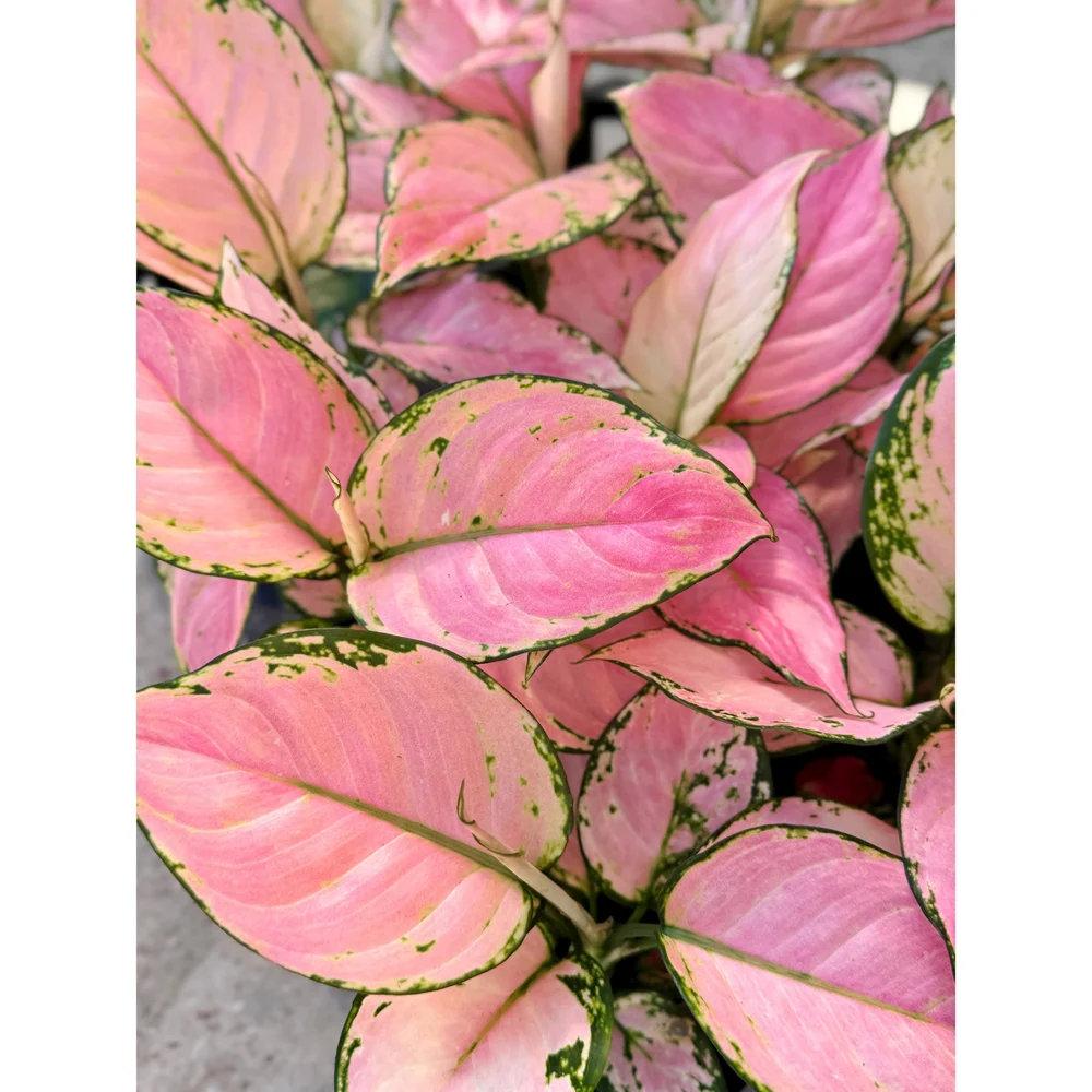 Aglaonema Hybrid 'Pink Yulia' 5"  Stayin' Alive Succulents