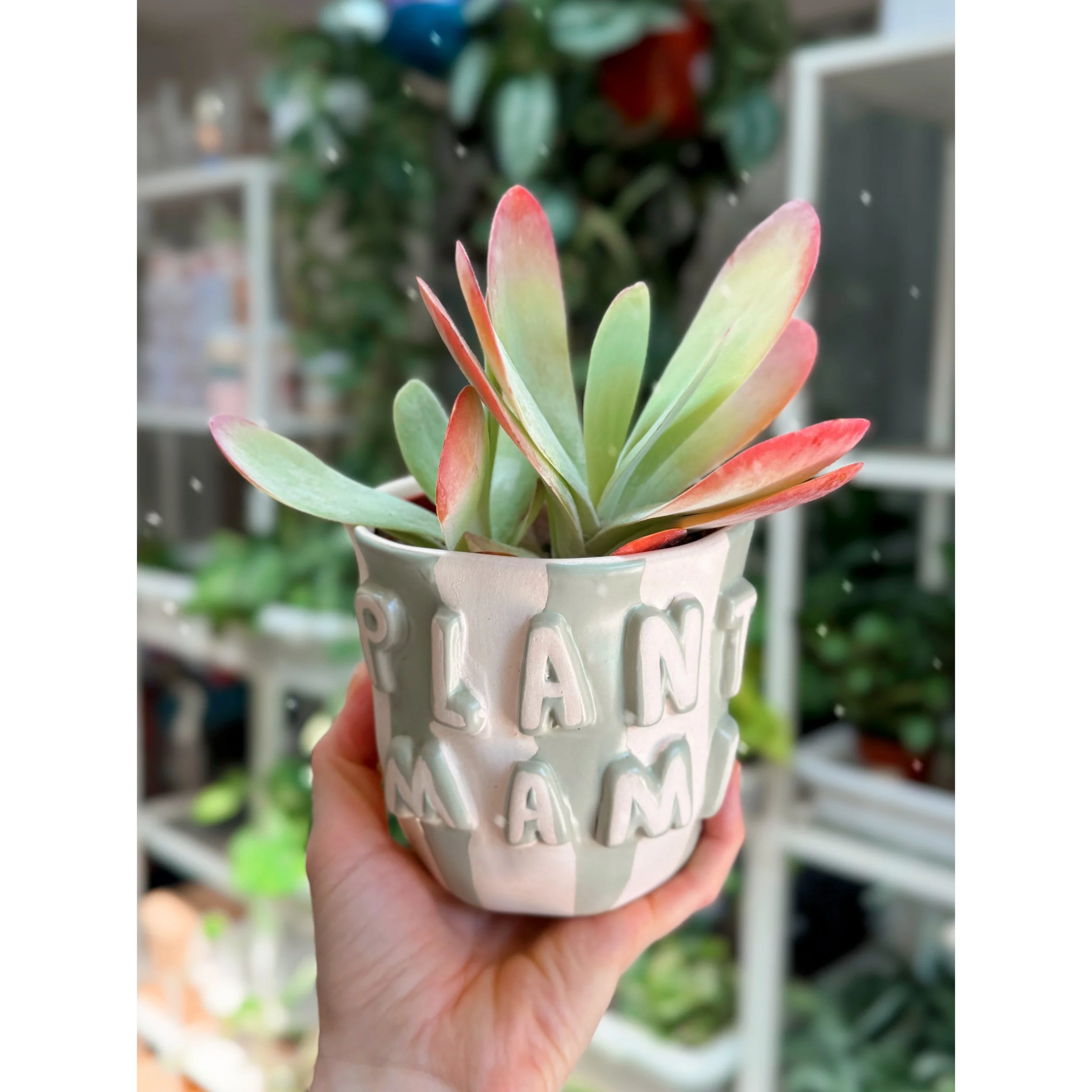 Kalanchoe Luciae 'Flapjack' in Plant Mama Pot