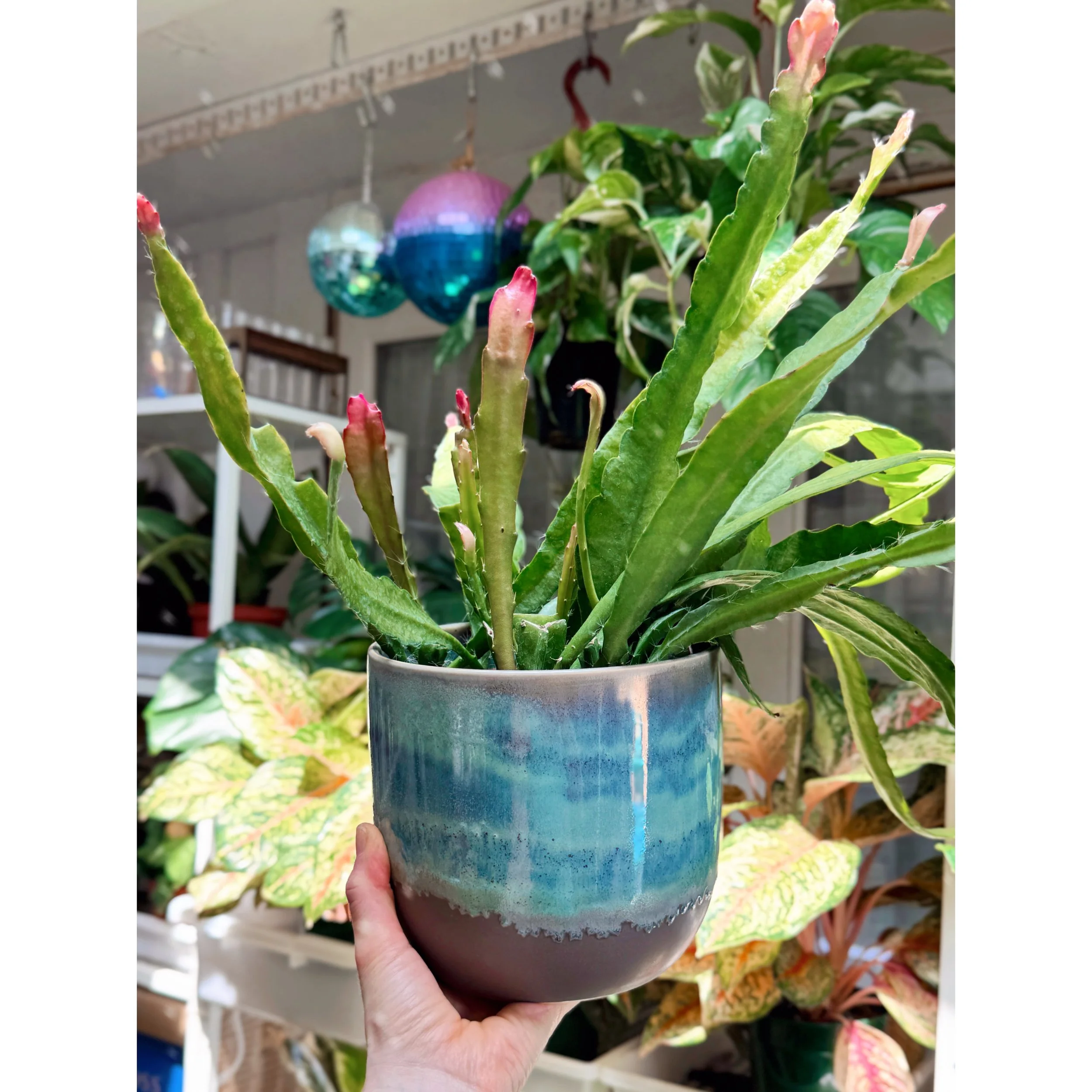 Epiphyllum Disocactus Ackermannii 'Orchid Cactus' in Teal Glazed Caribe Pot