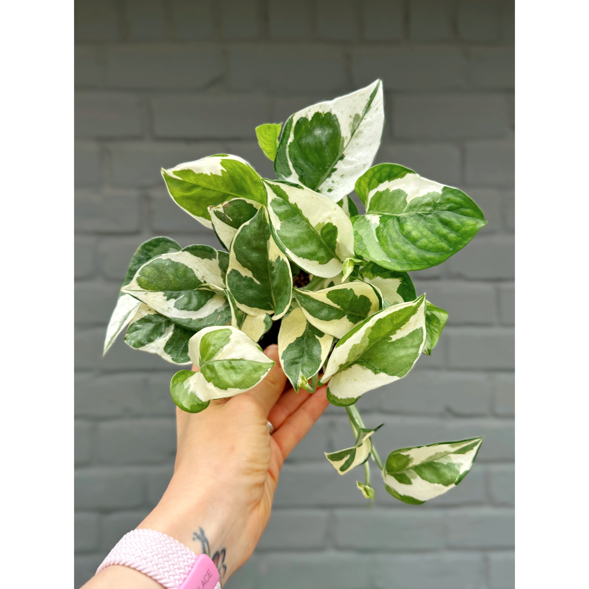 Epipremnum Aureum Pothos N’ Joy 4”