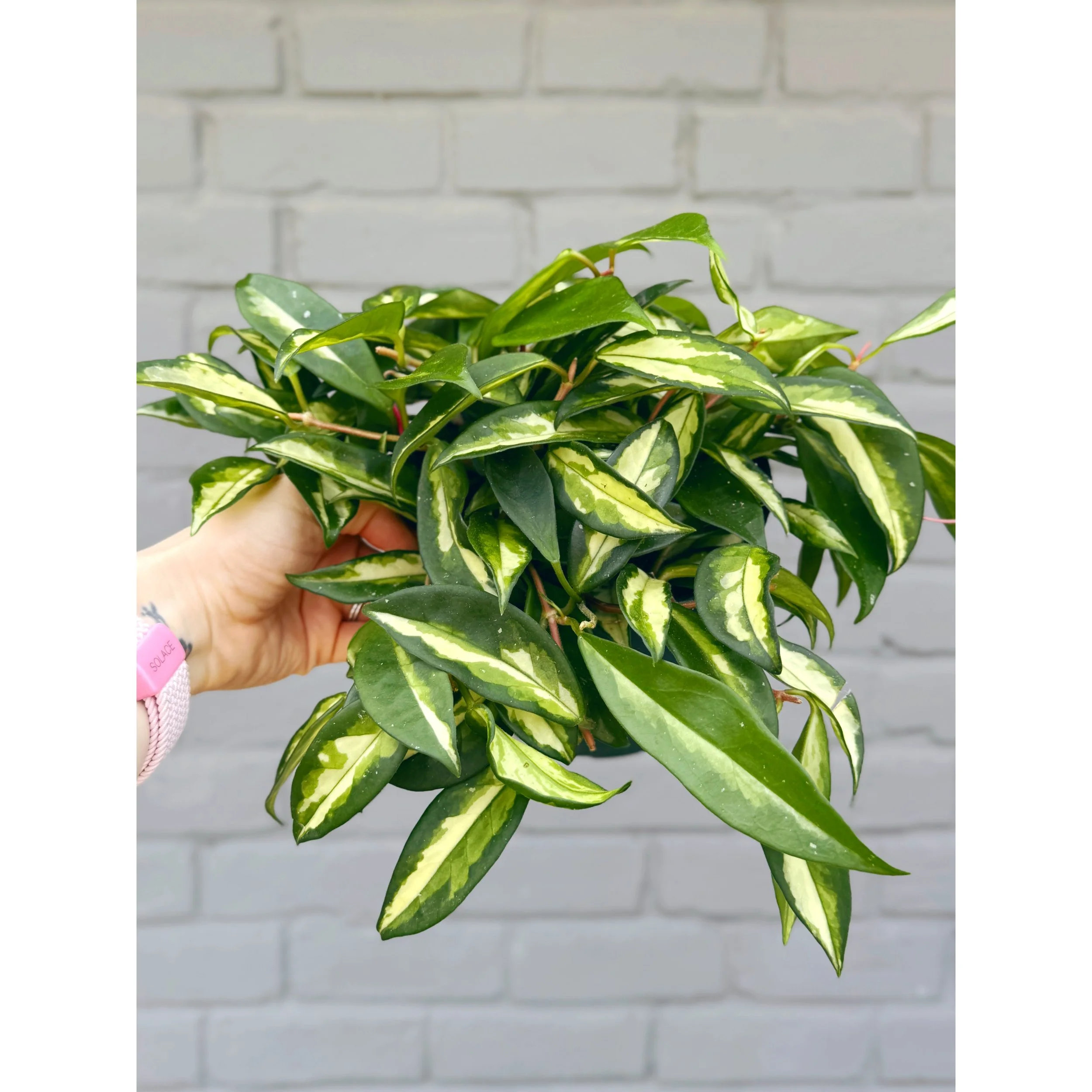 Hoya Carnosa Tricolor 'Krimson Princess'