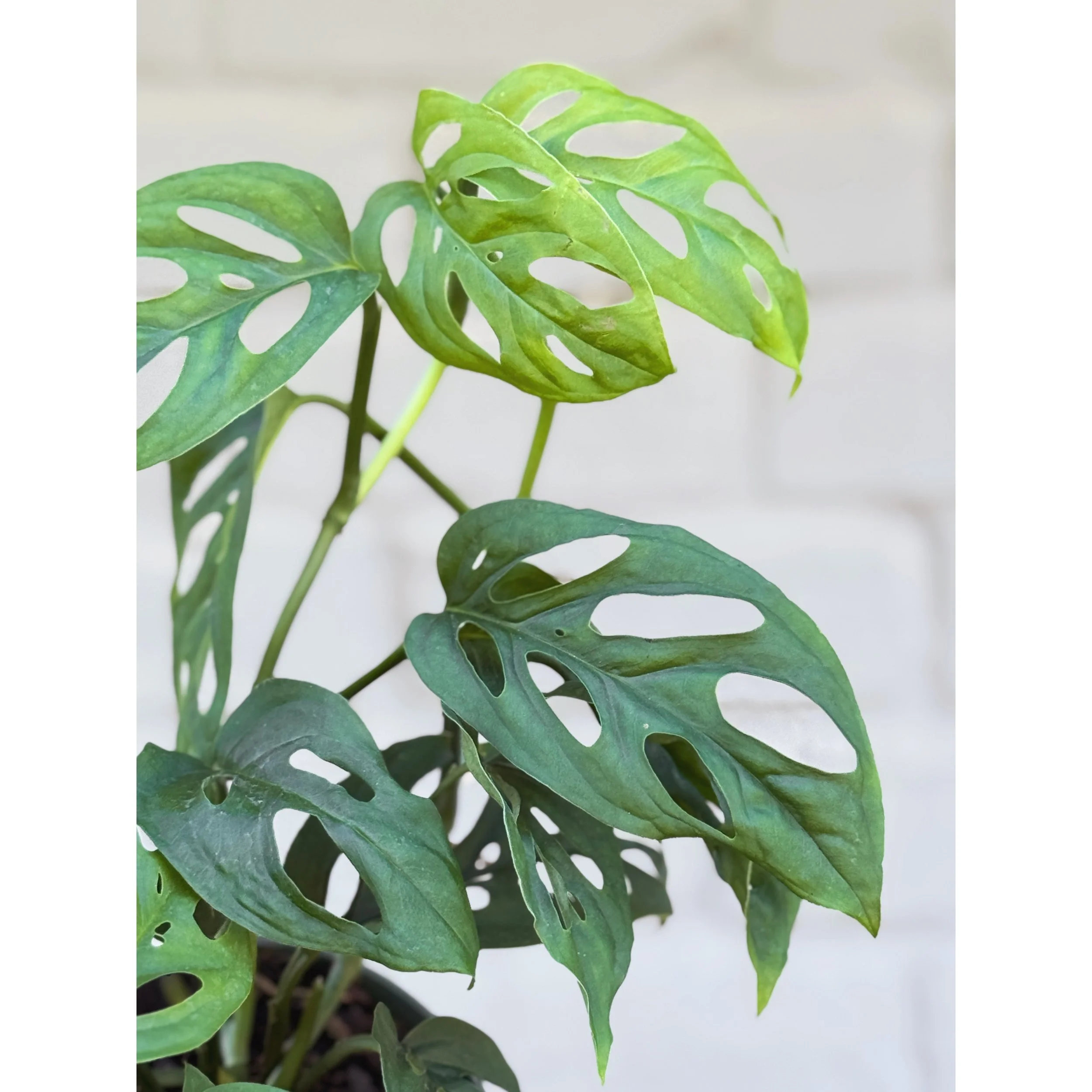 Monstera Adansonii (Narrow Form) 'Swiss Cheese'