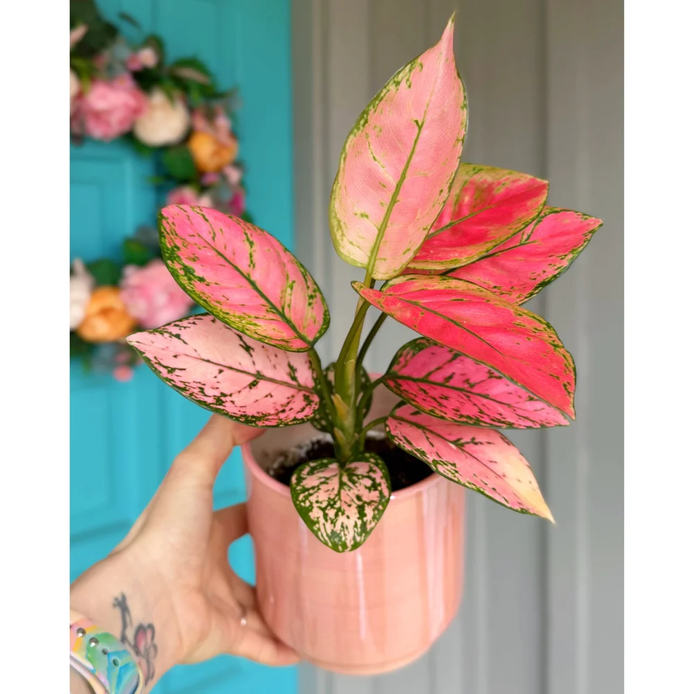 Passion Pink Iridescent Planters 5
