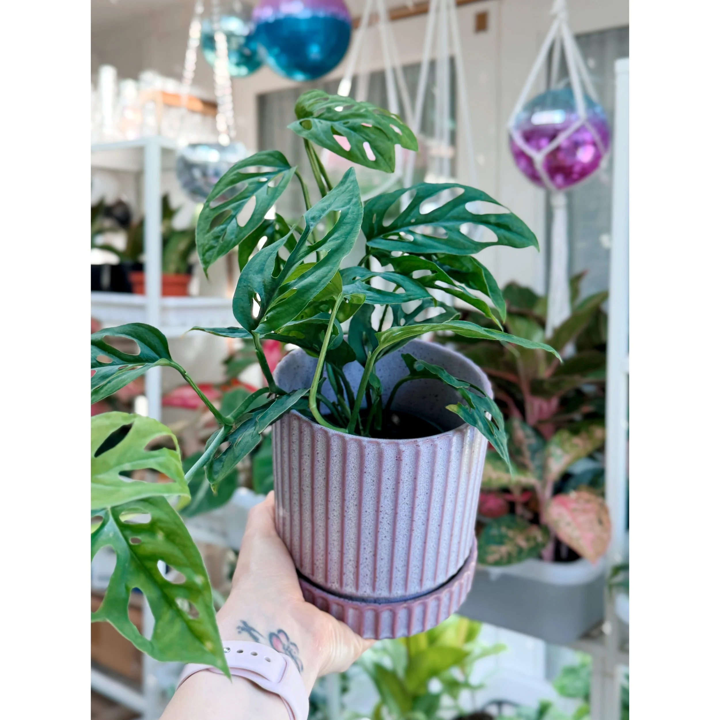 Monstera Adansonii (Narrow Form) 'Swiss Cheese' in Lilac Los Feliz Pot
