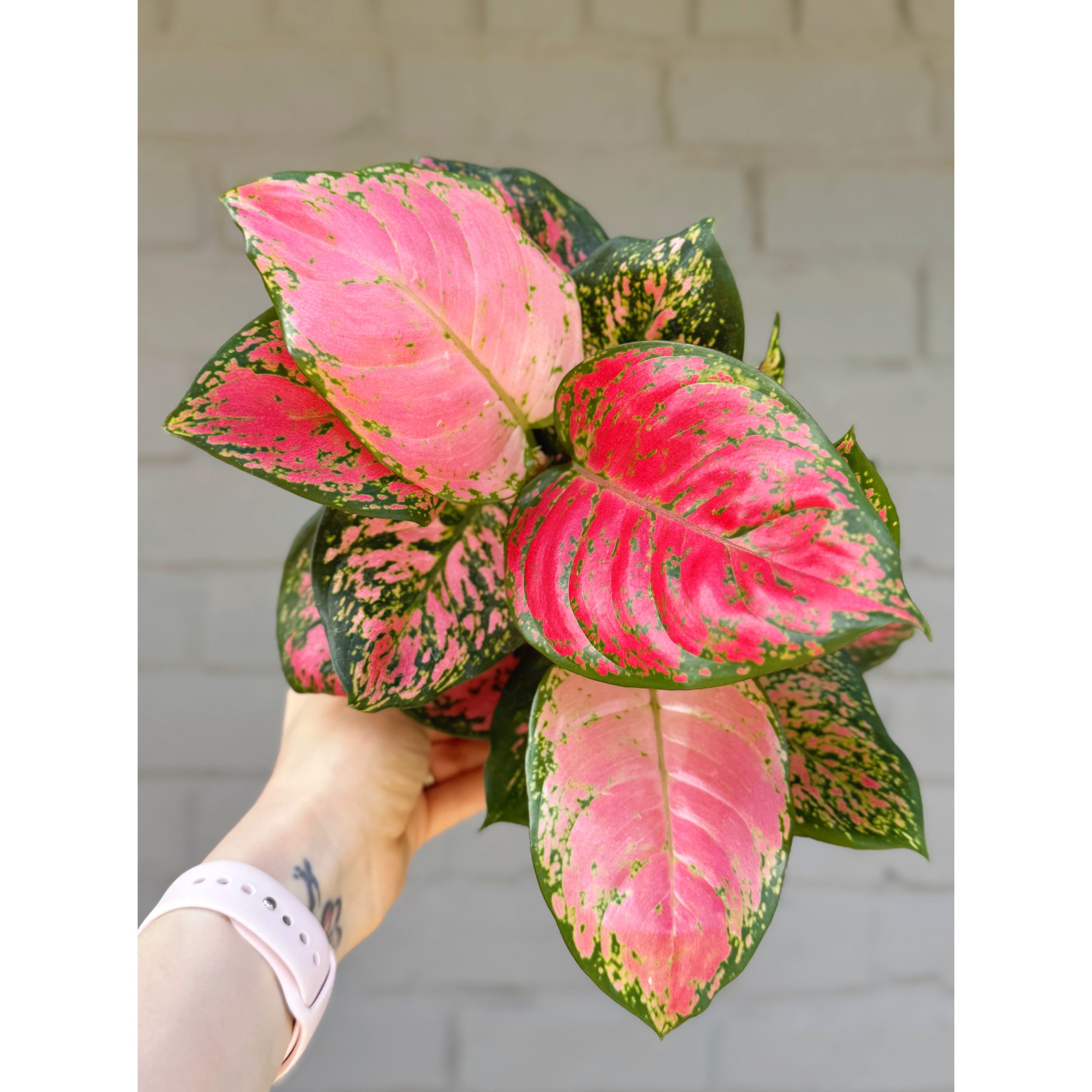 Aglaonema Hybrid 'Lady Valentine'
