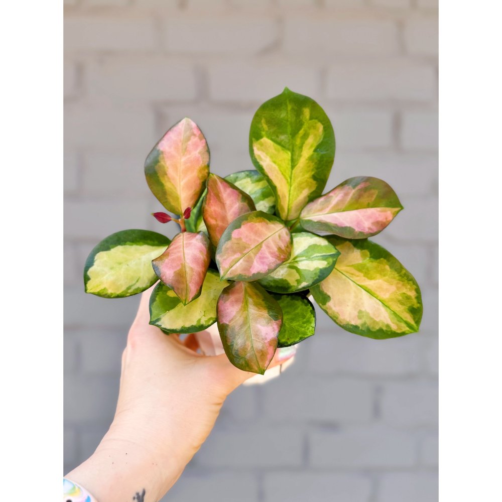 Hoya Australis Lisa 4