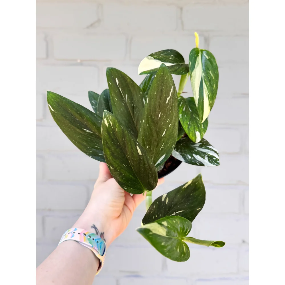 Monstera Standleyana Albo Variegata 6